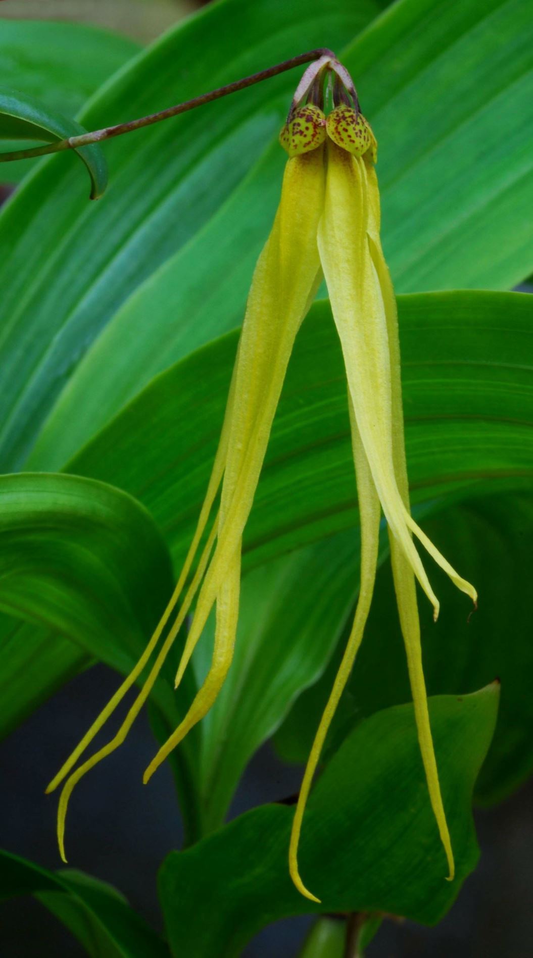 Bulbophyllum theiurum