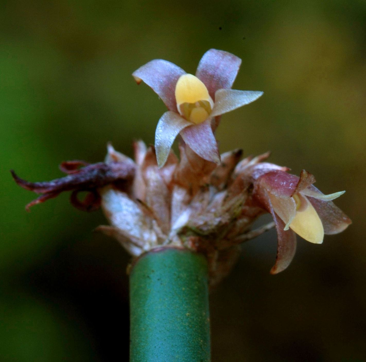 Ceratostylis subulata