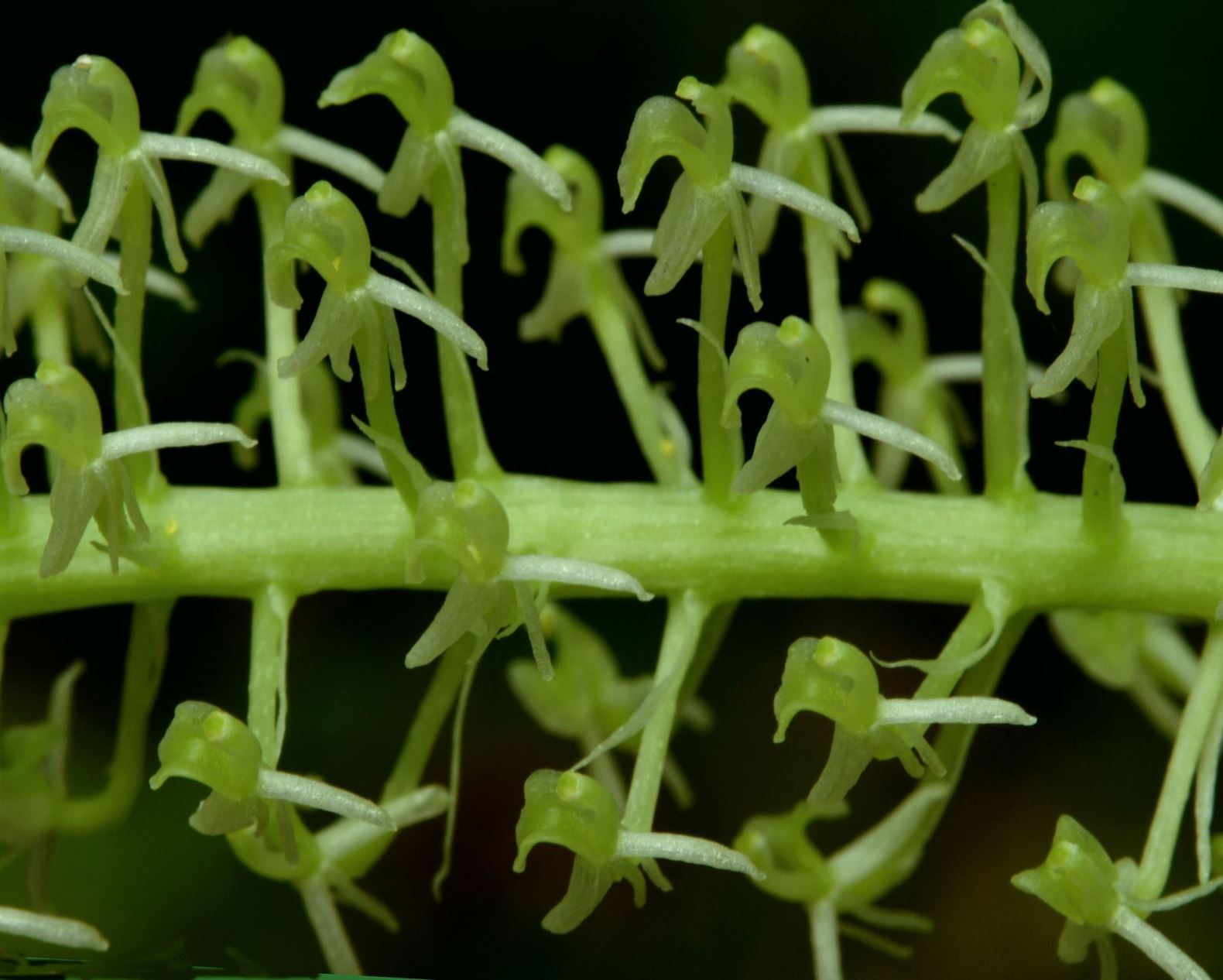 Liparis viridiflora