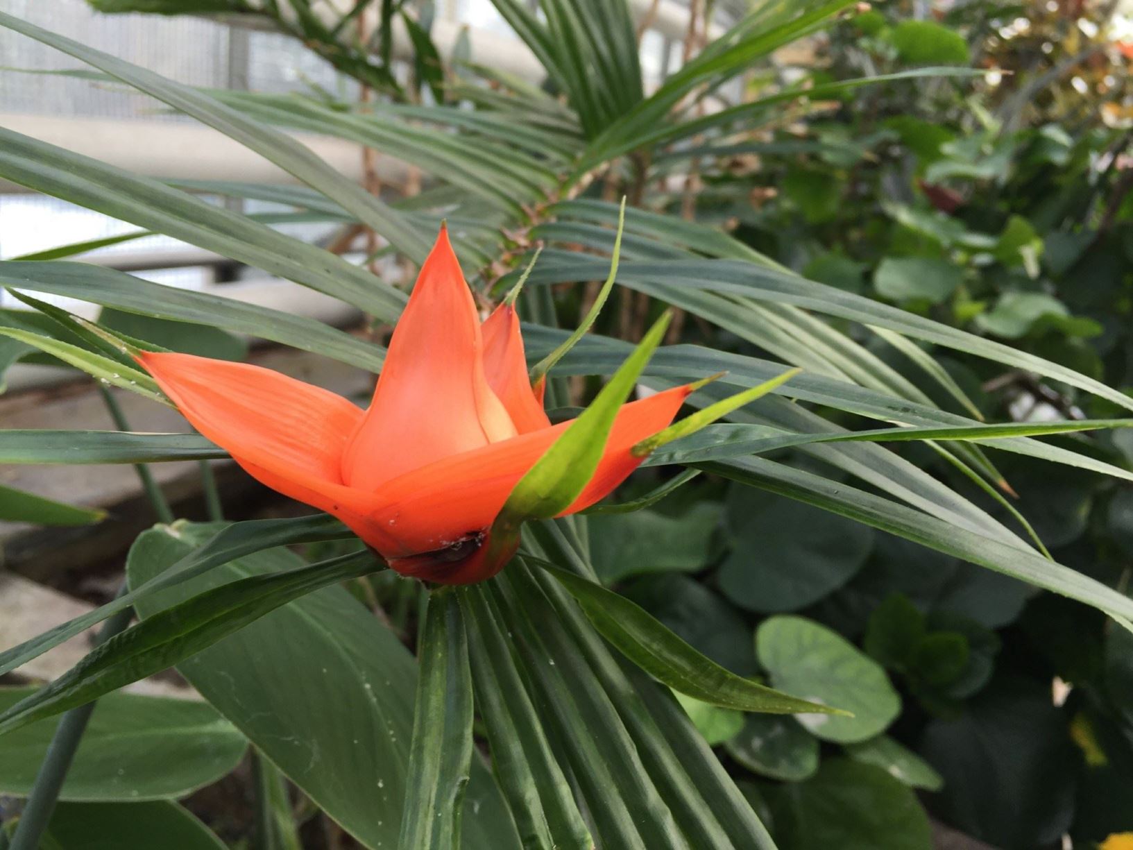 Freycinetia cumingiana