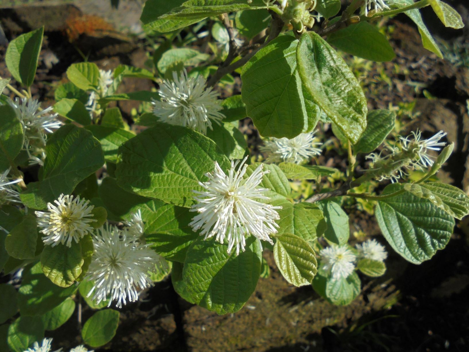 Fothergilla major