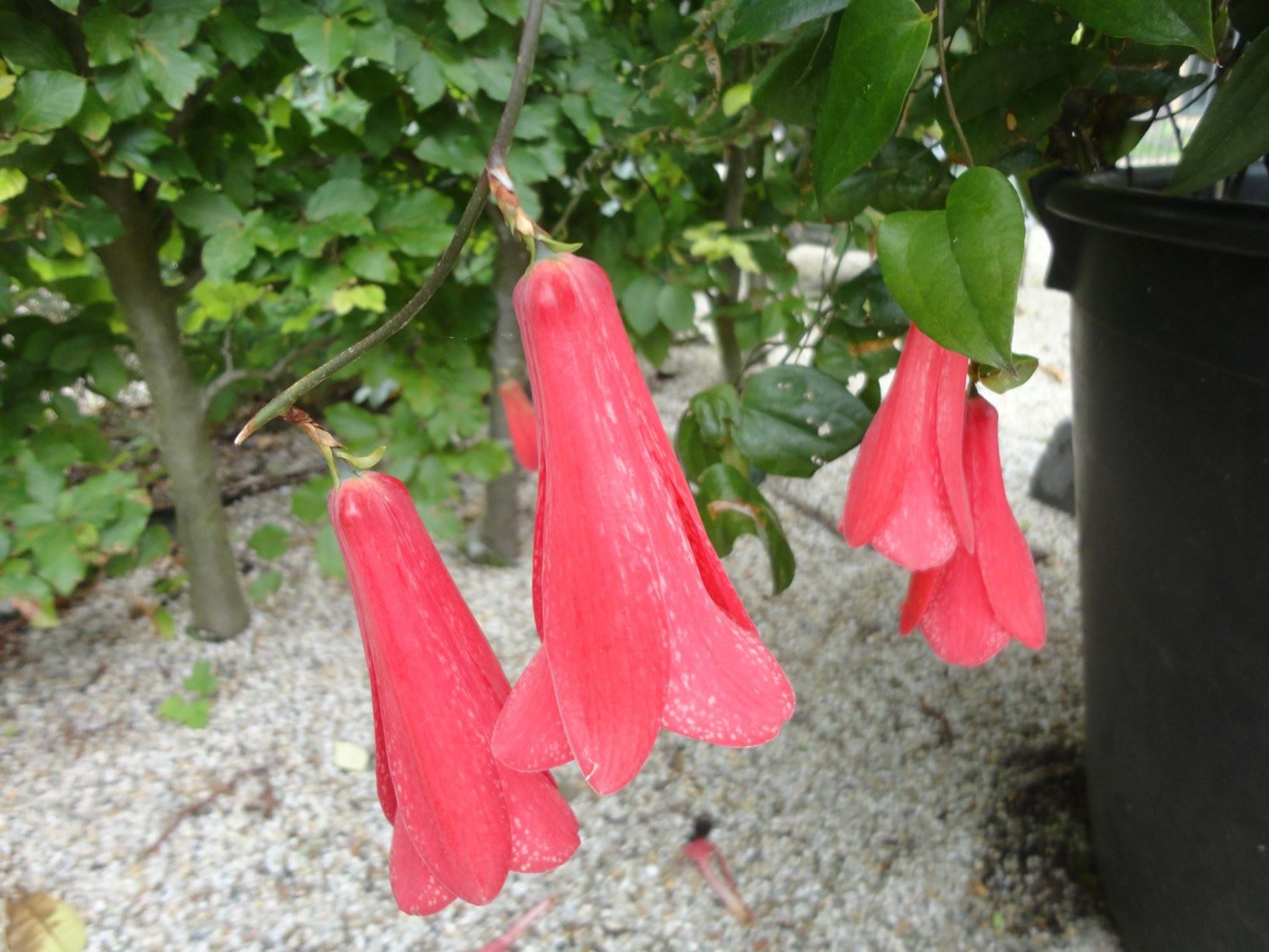 Lapageria rosea - Chilean bellflower, copihue