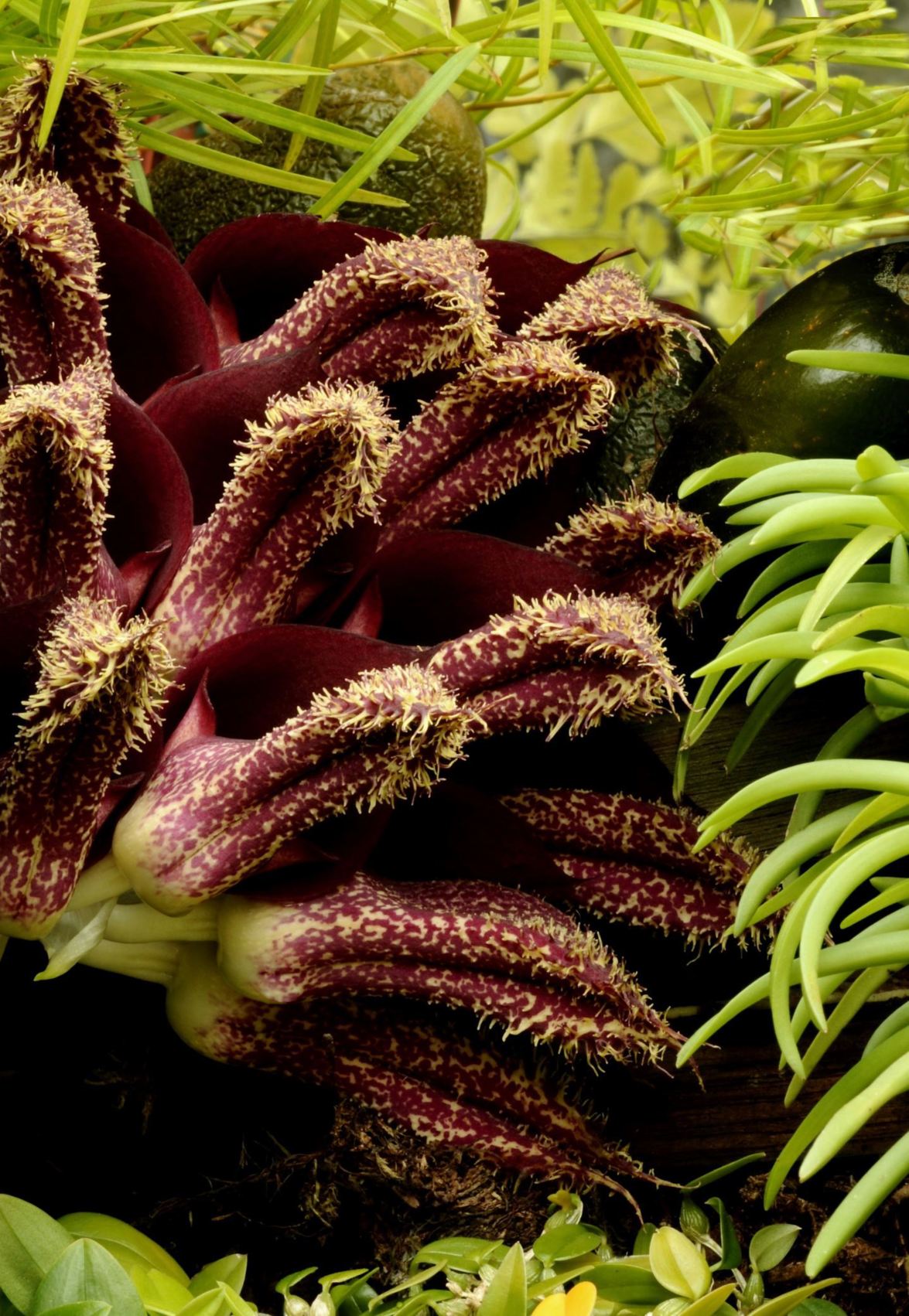 Bulbophyllum phalaenopsis