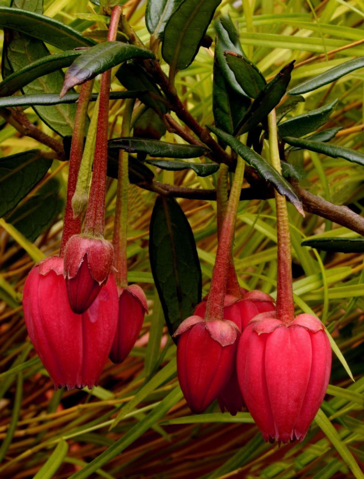 Crinodendron hookerianum