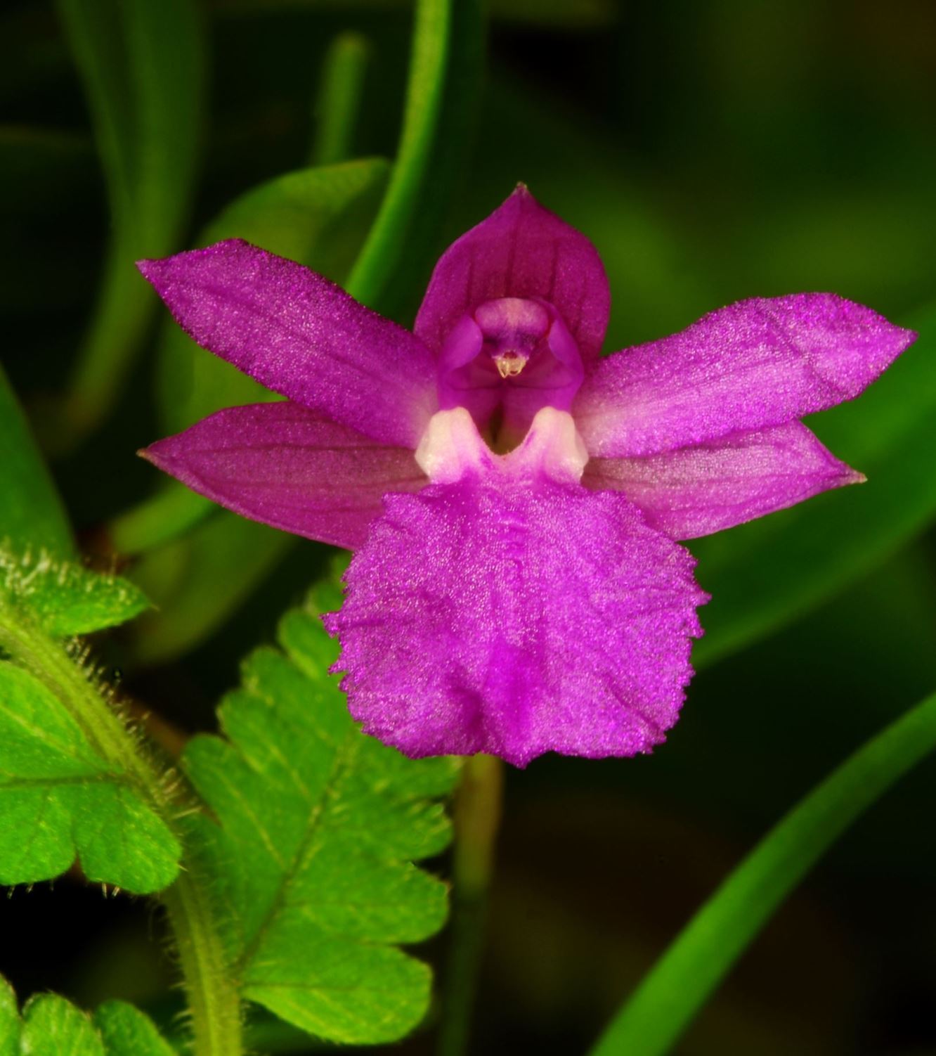 Isabelia pulchella