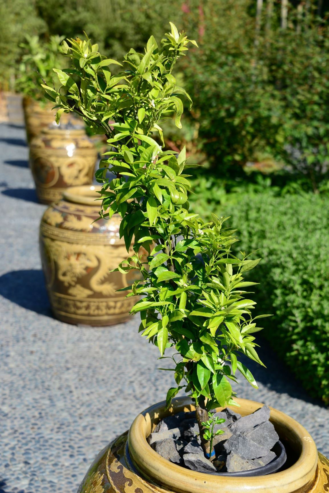 Citrus reticulata - Mandarijn, Mandarin orange; Tangerine; Clementine; Satsuma, gan ju, 柑橘