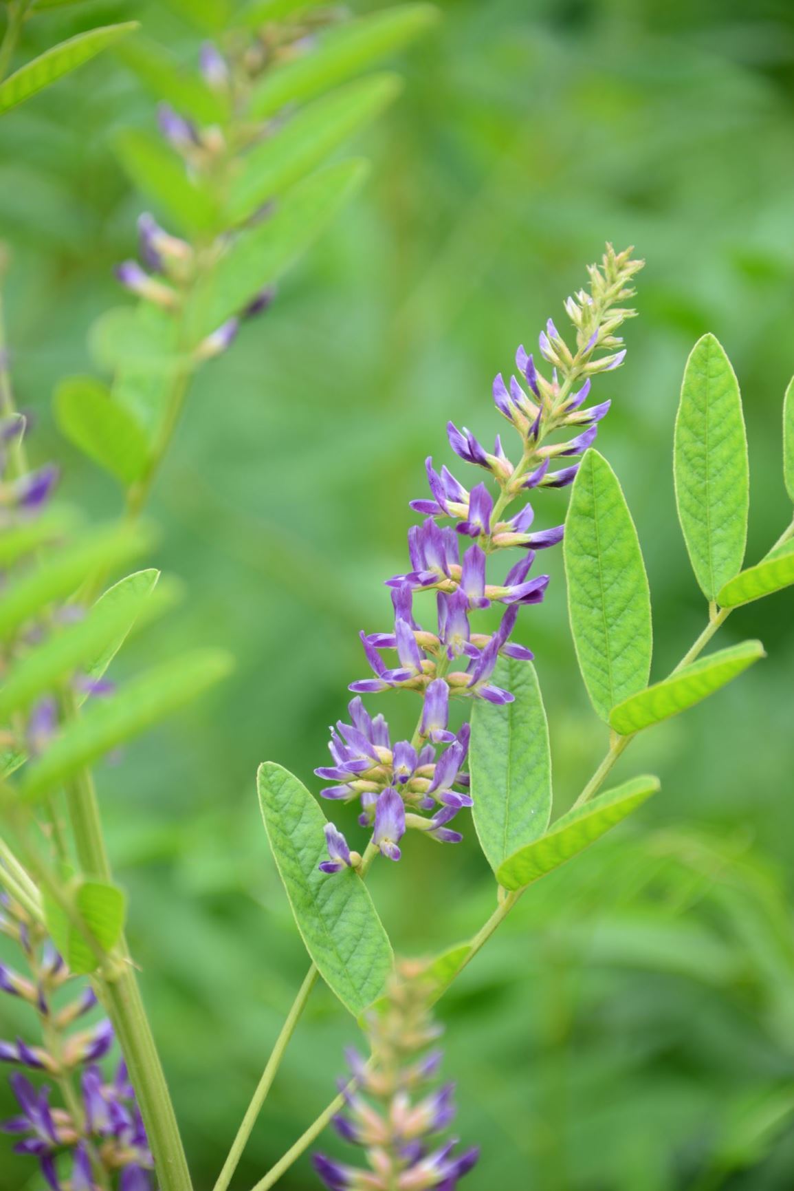 Glycyrrhiza glabra - Zoethout, Liquorice root, 光果甘草 Guangguogancao