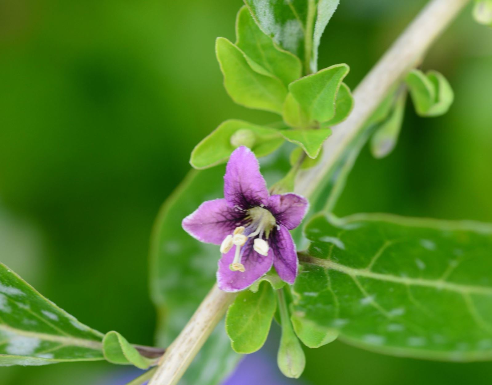 Lycium barbarum - Boksdoorn, Gojibes, Chinese wolfberry, Common matrimony vine, Duke of Argyll's tea tree, Ningxiagouqi, 宁夏枸杞