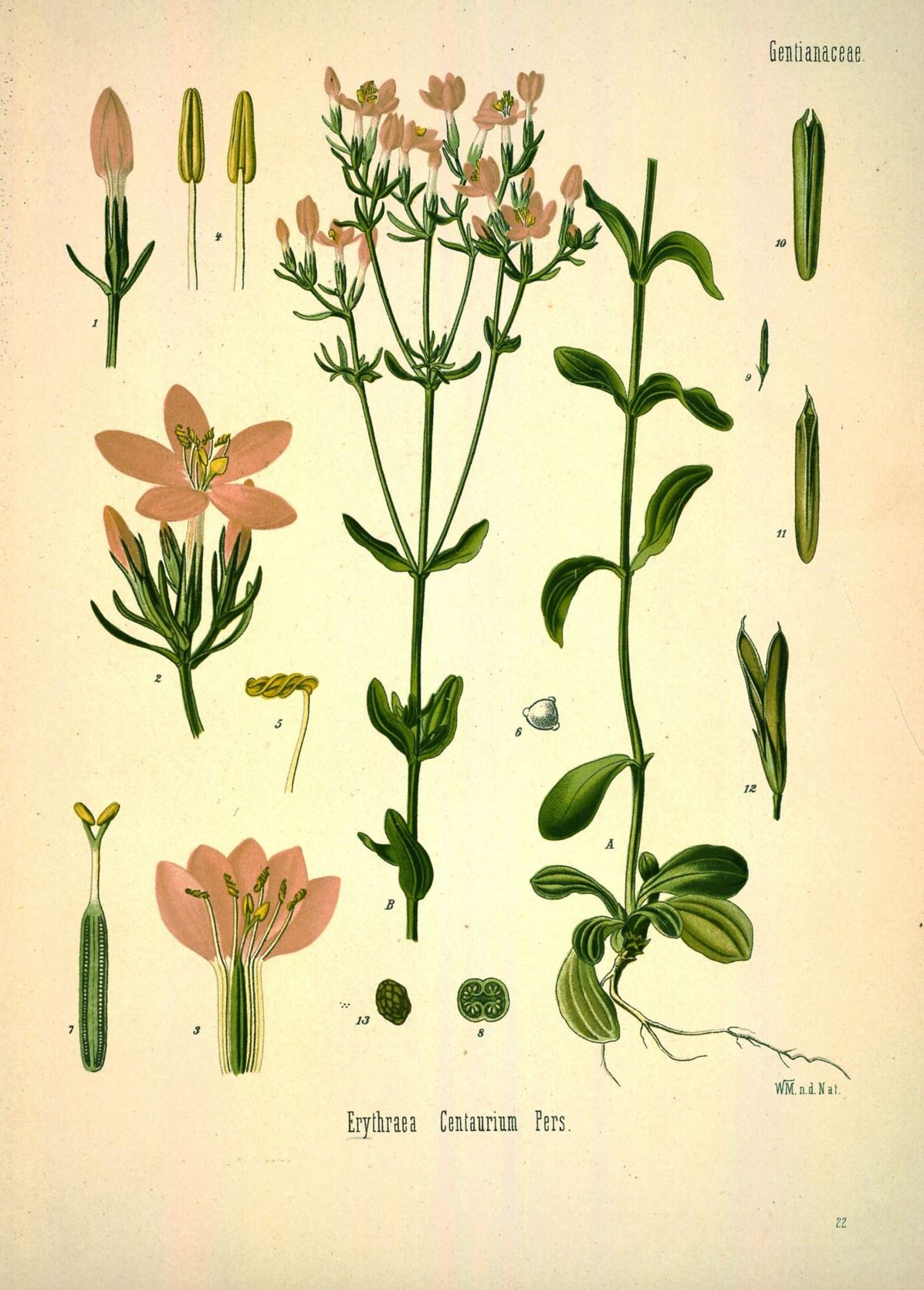 Centaurium erythraea