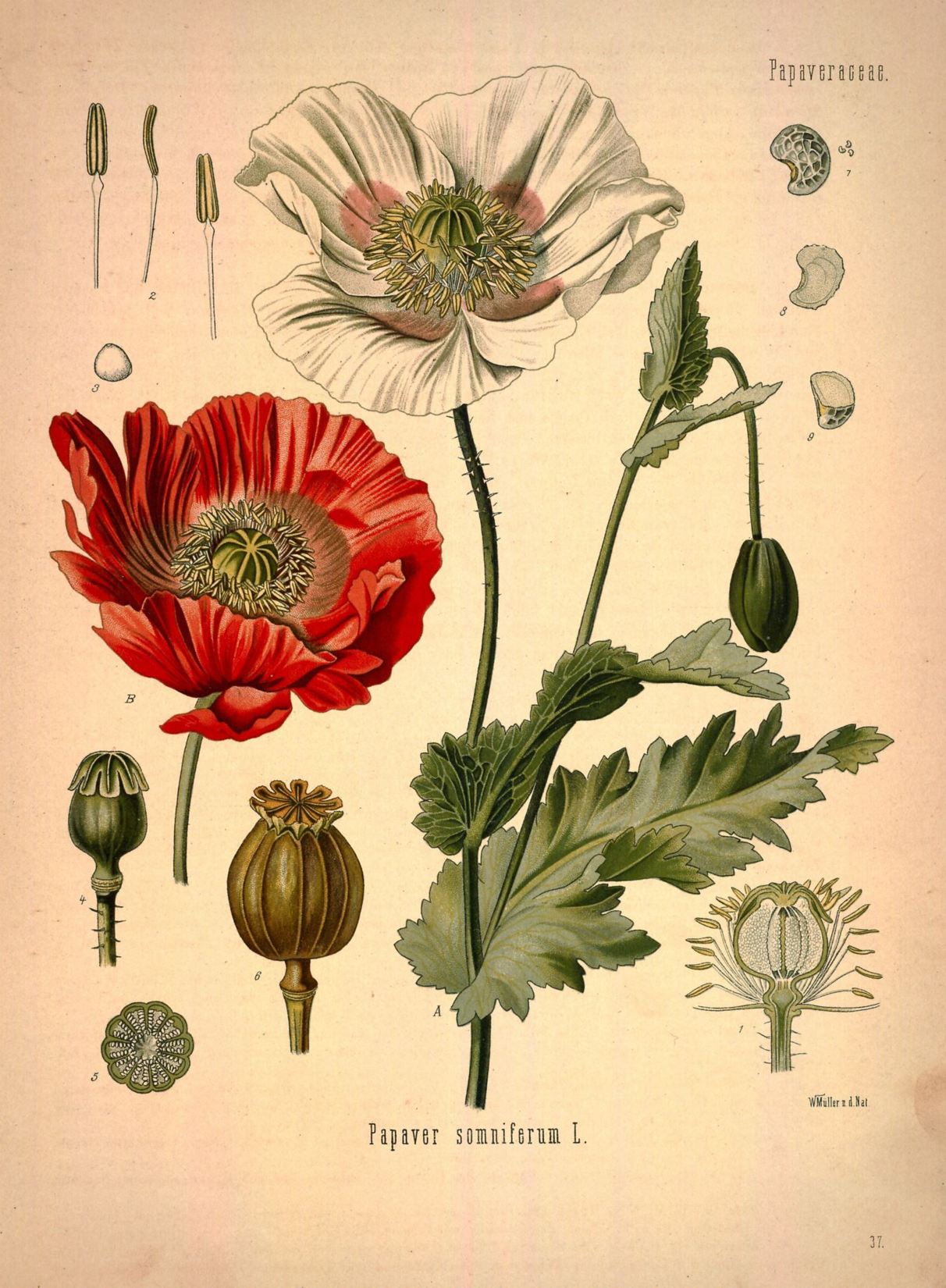 Papaver somniferum
