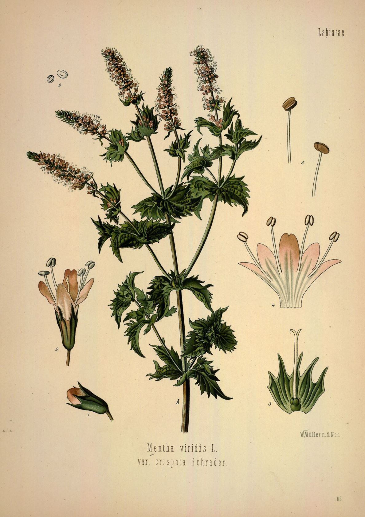 Mentha spicata - Aarmunt, Spearmint