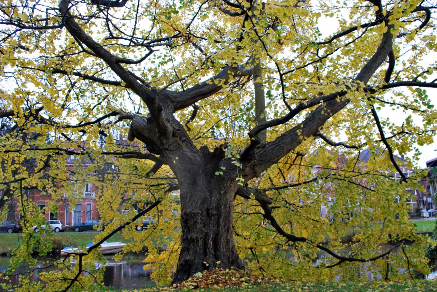 Ginkgo Biloba Horizontalis Japanse Notenboom Hortus Botanicus Leiden Netherlands