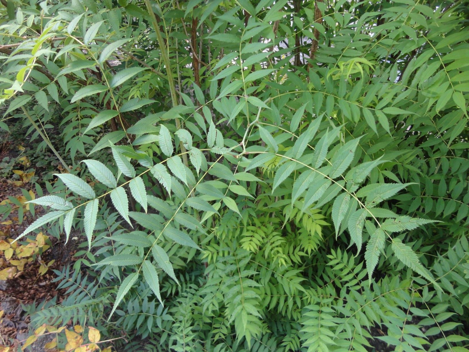 Sorbaria tomentosa var. angustifolia - Harige sorbaria, Himalayan sorbaria