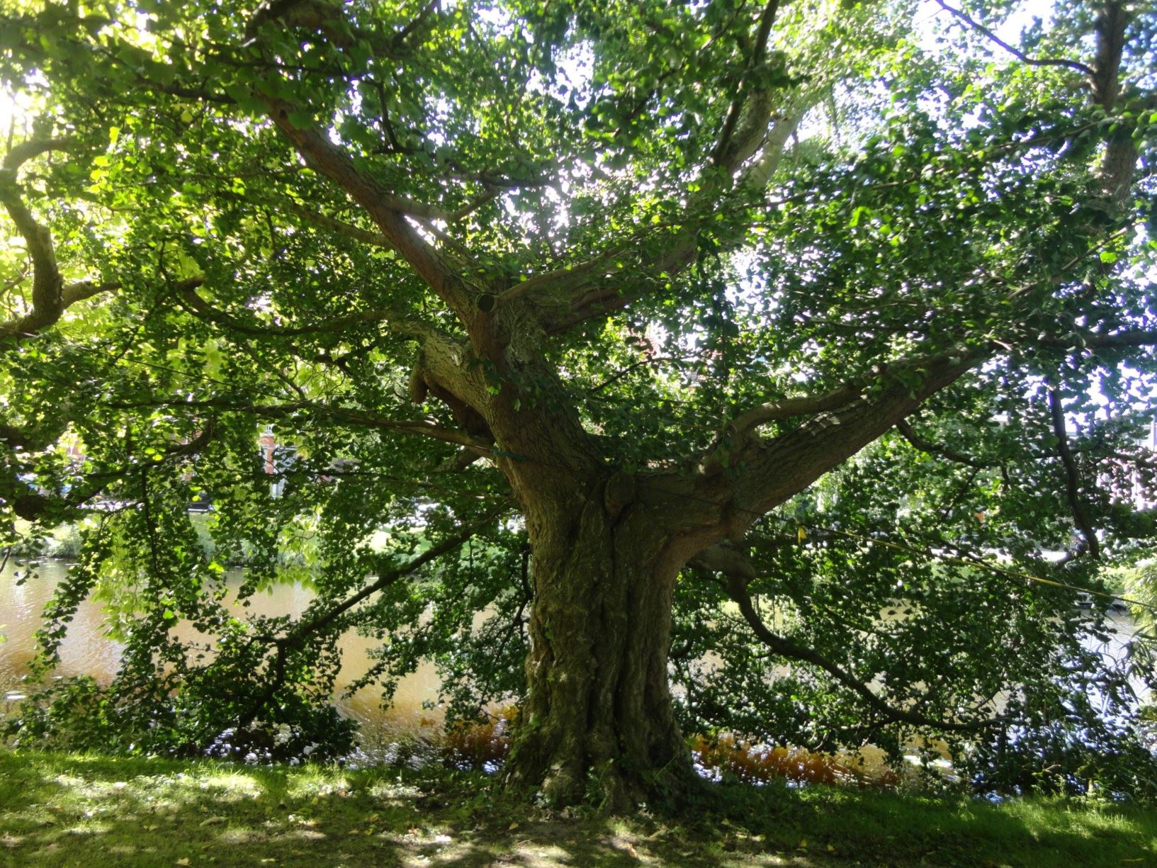 Ginkgo biloba 'Horizontalis' - Japanse notenboom