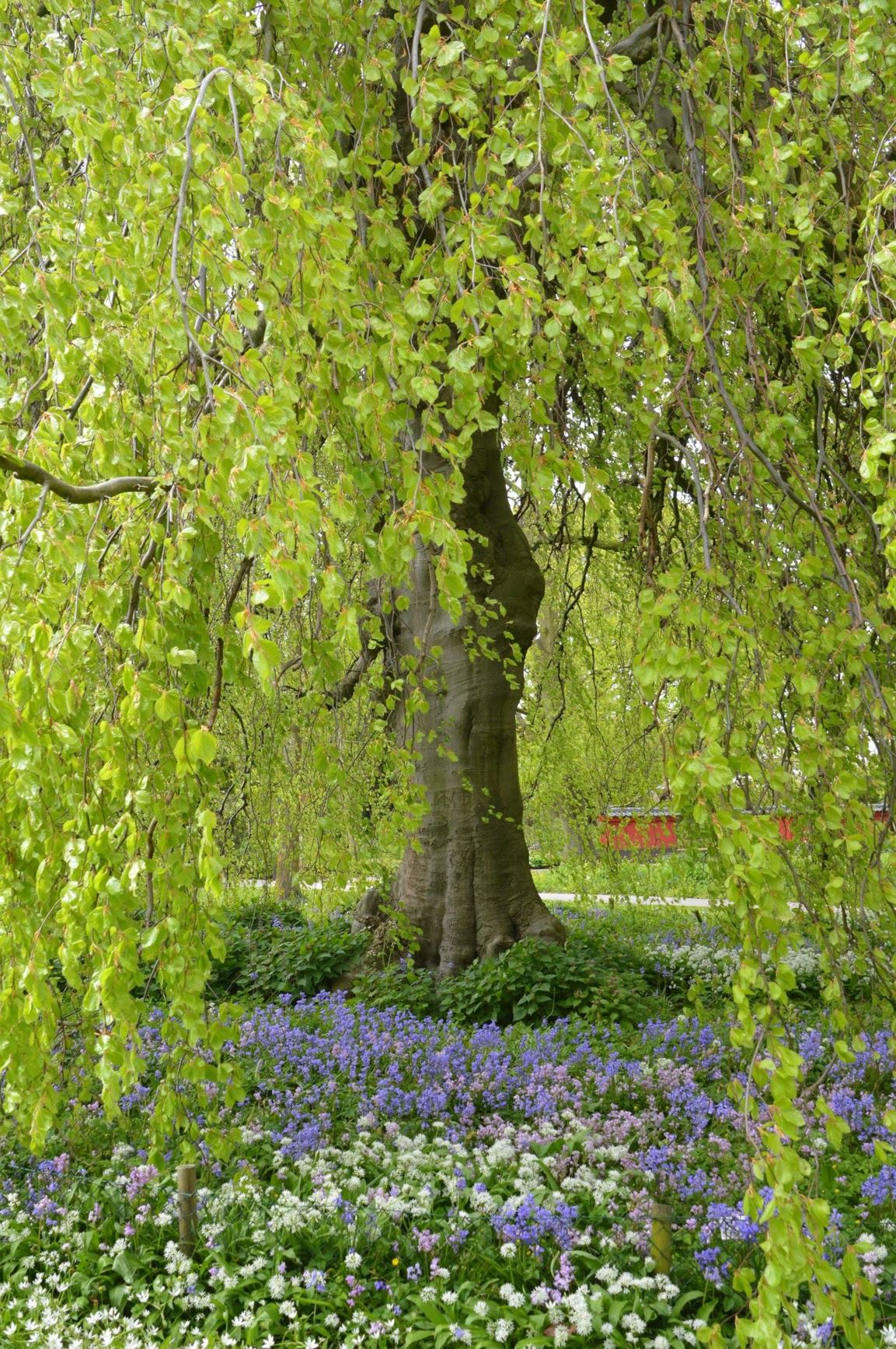 Fagus sylvatica 'Pendula'