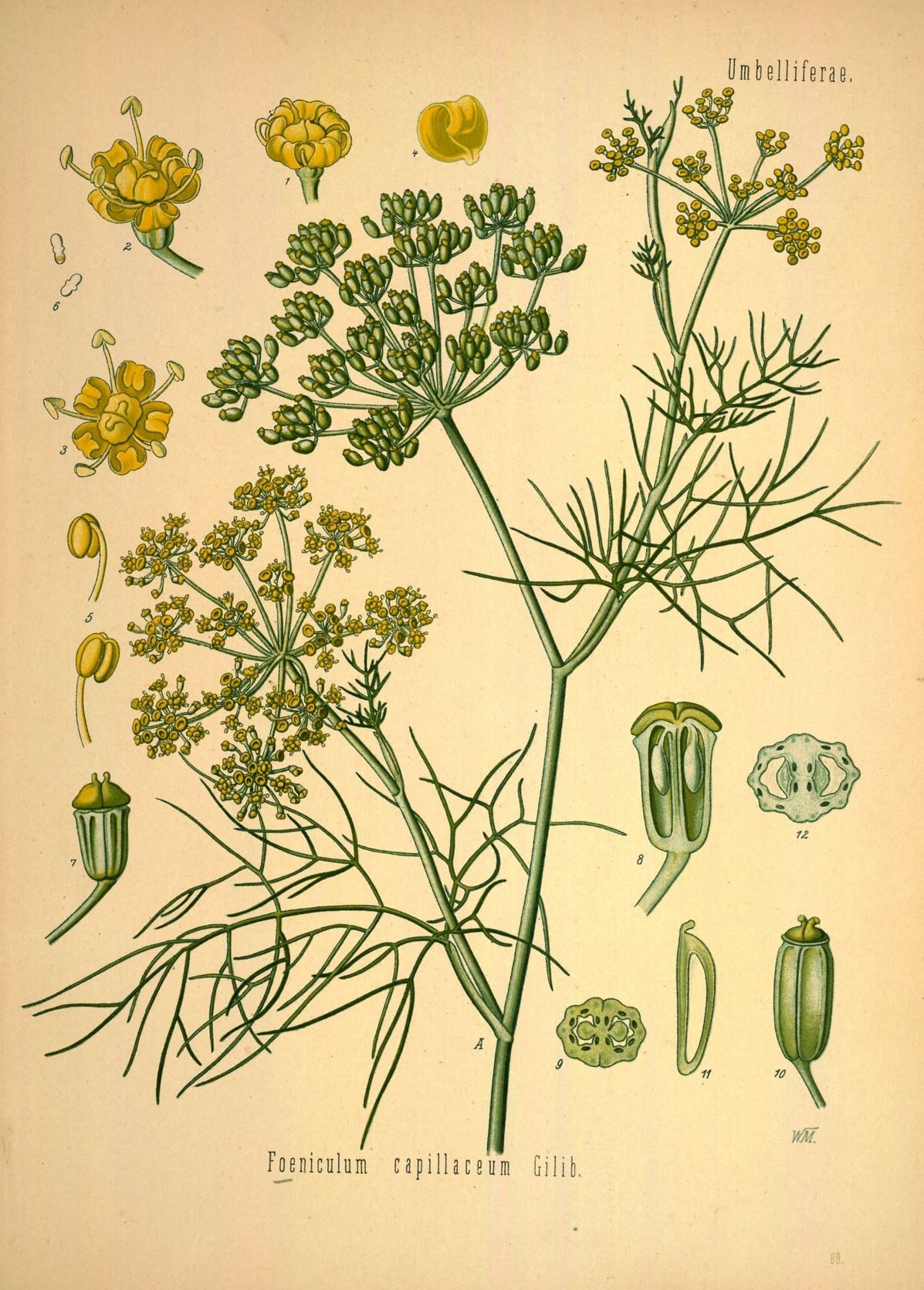 Foeniculum vulgare