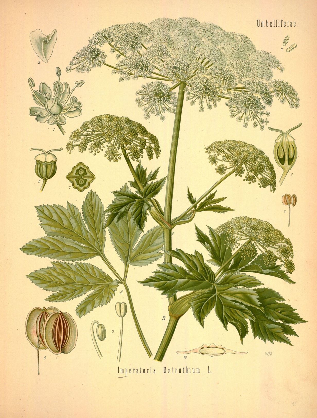 Peucedanum ostruthium