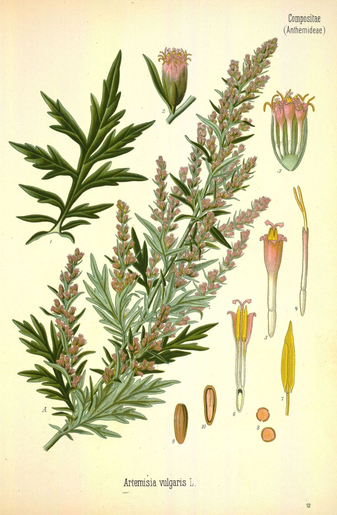 Artemisia vulgaris - Bijvoet, Mugwort