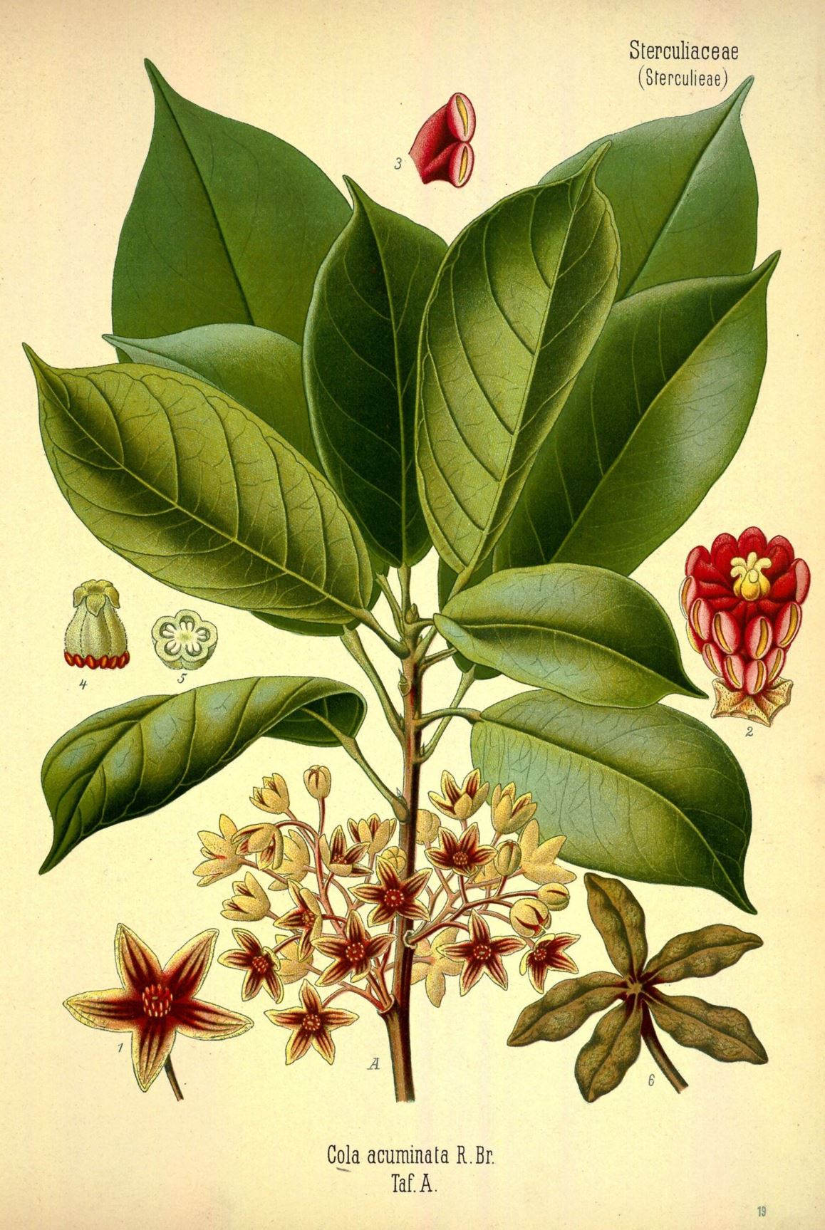 Cola acuminata - Cola, Abata cola, Goora nut