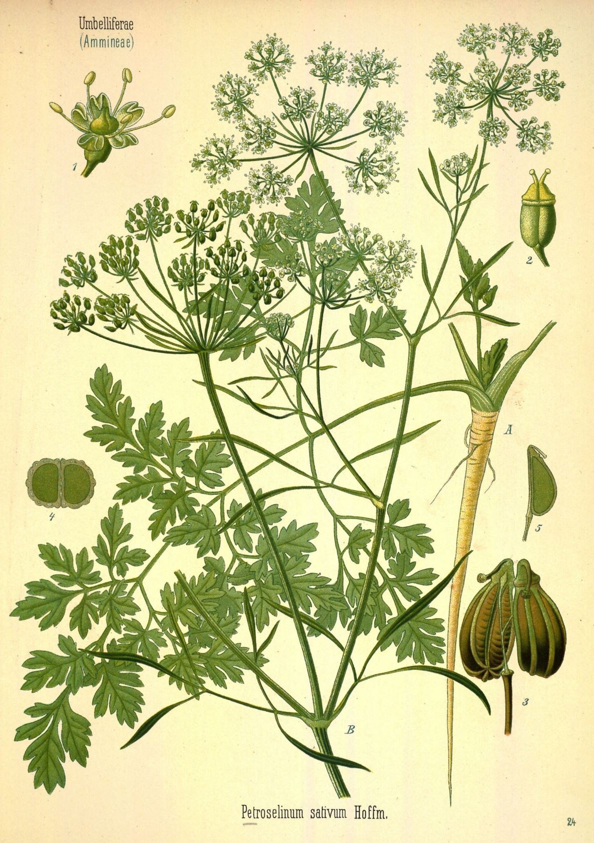 Petroselinum crispum - Peterselie, Plain-leaf parsley