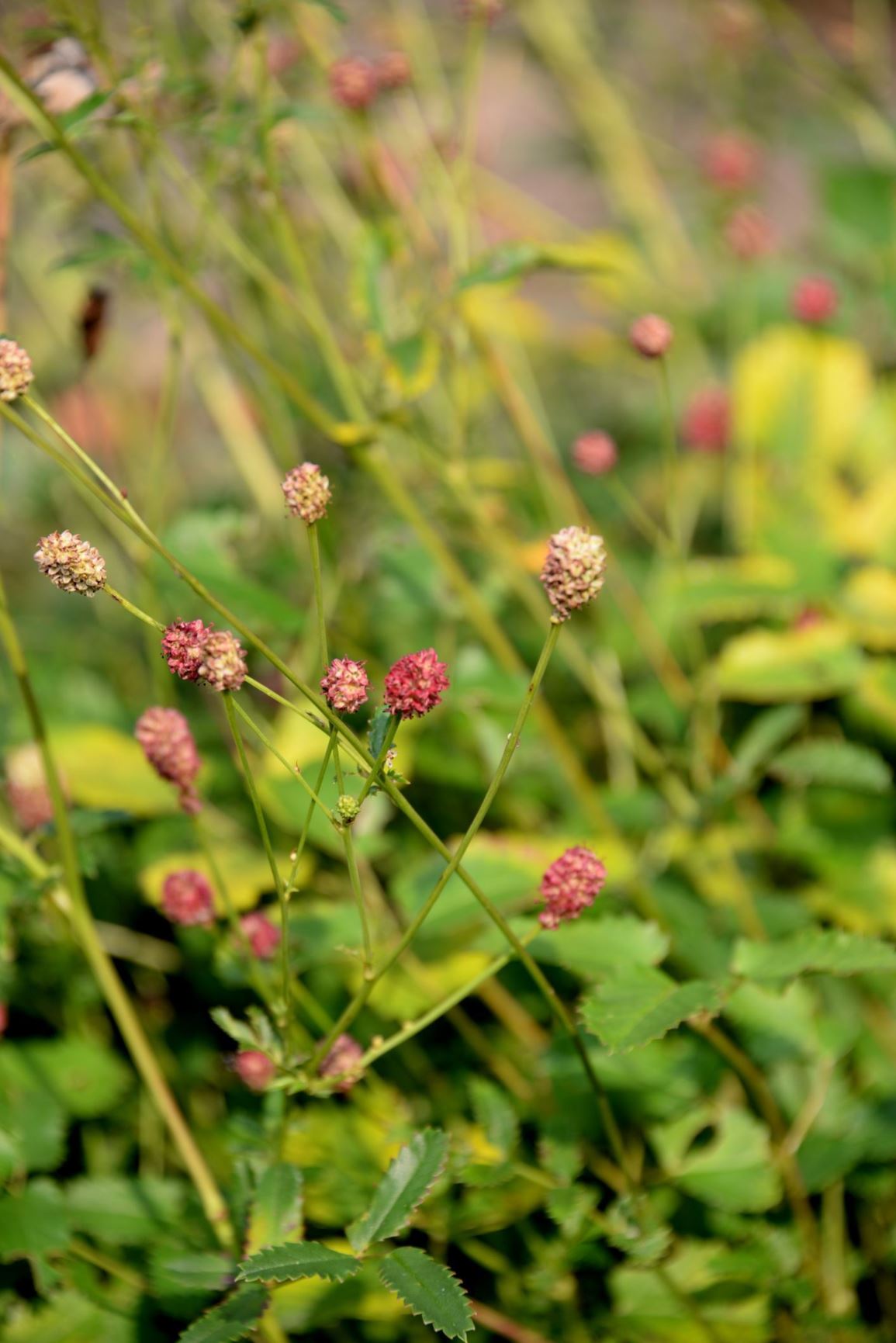 Sanguisorba Officinalis Grote Pimpernel Great Burnet Burnet