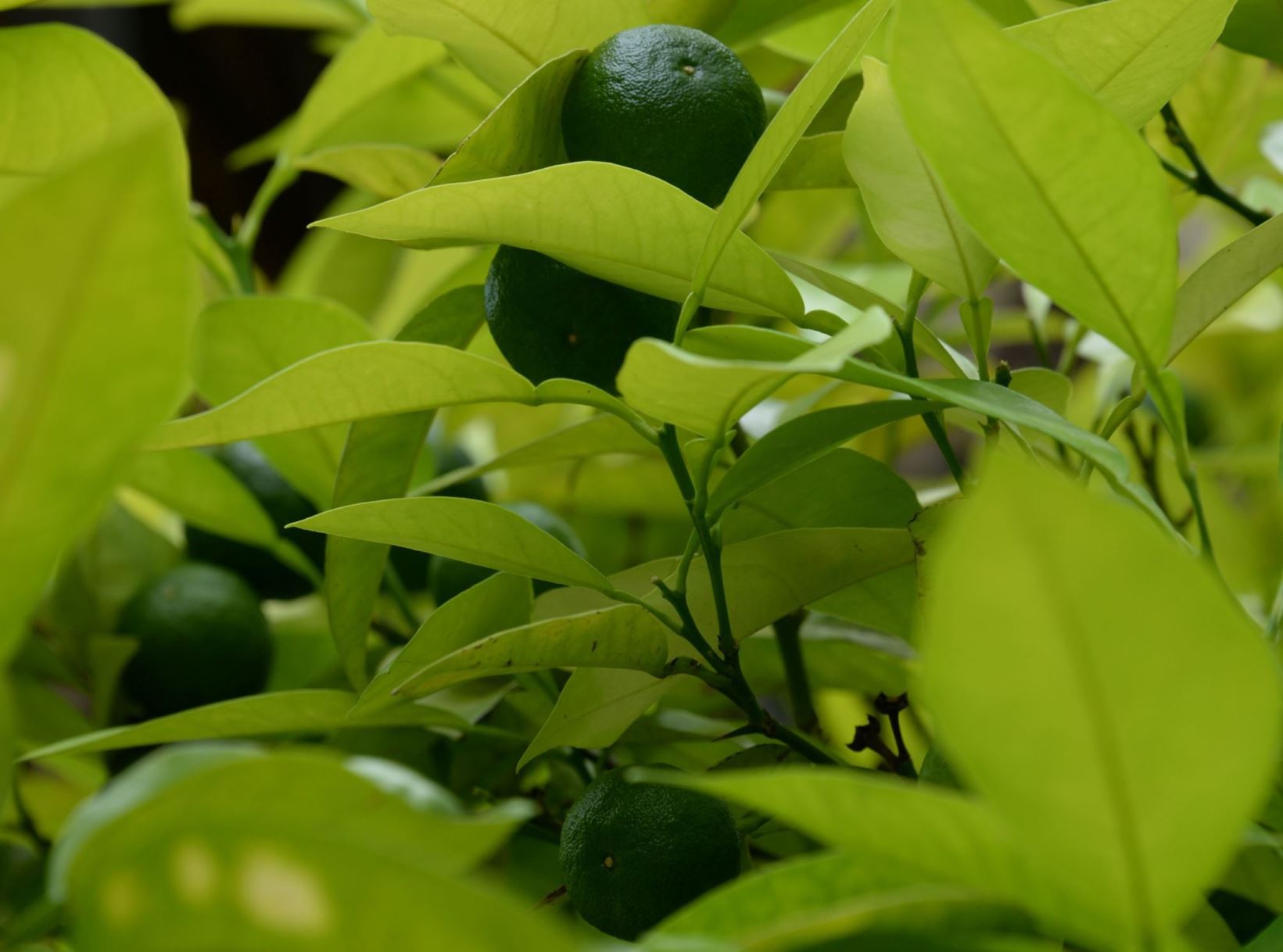 Citrus × aurantium - Oranjeboom, Zure sinaasappel, Bittersinaasappel, Seville orange, Bitter orange, Sour orange, Bigarade, Marmalade orange