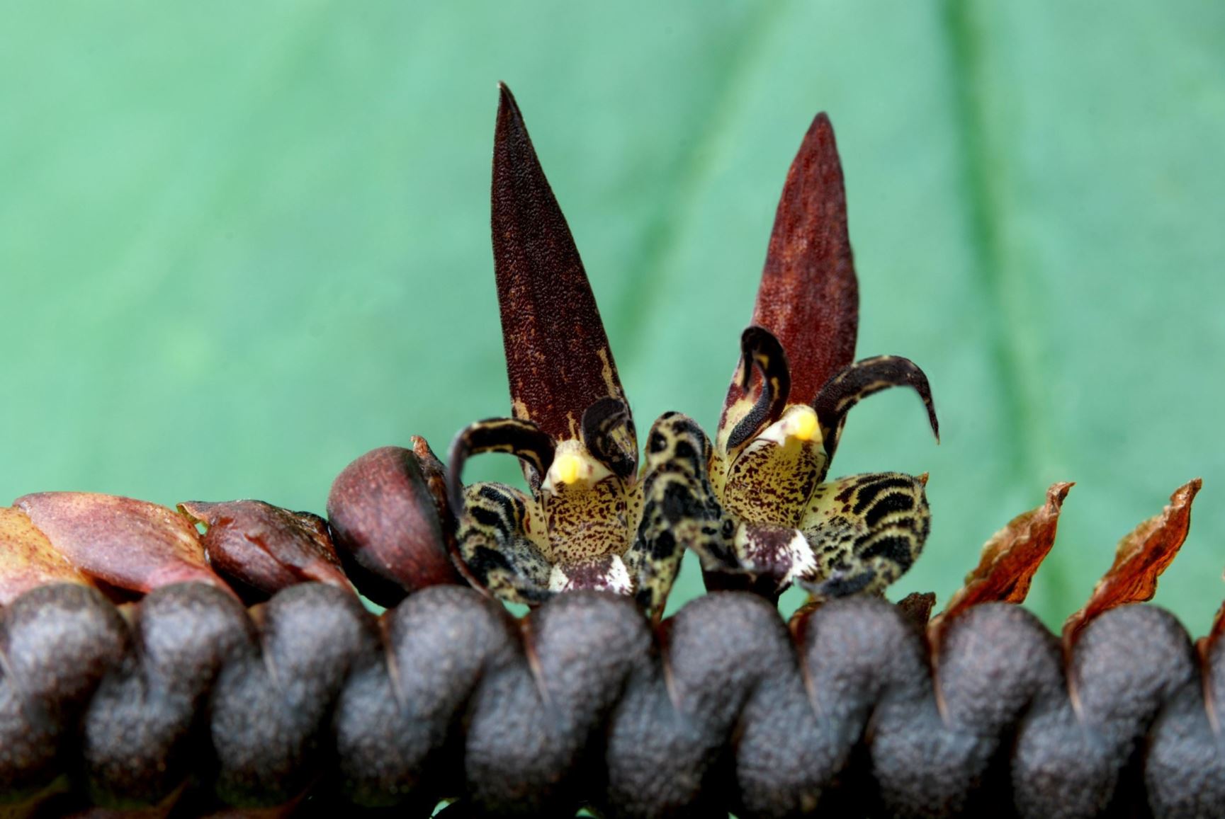 Bulbophyllum imbricatum