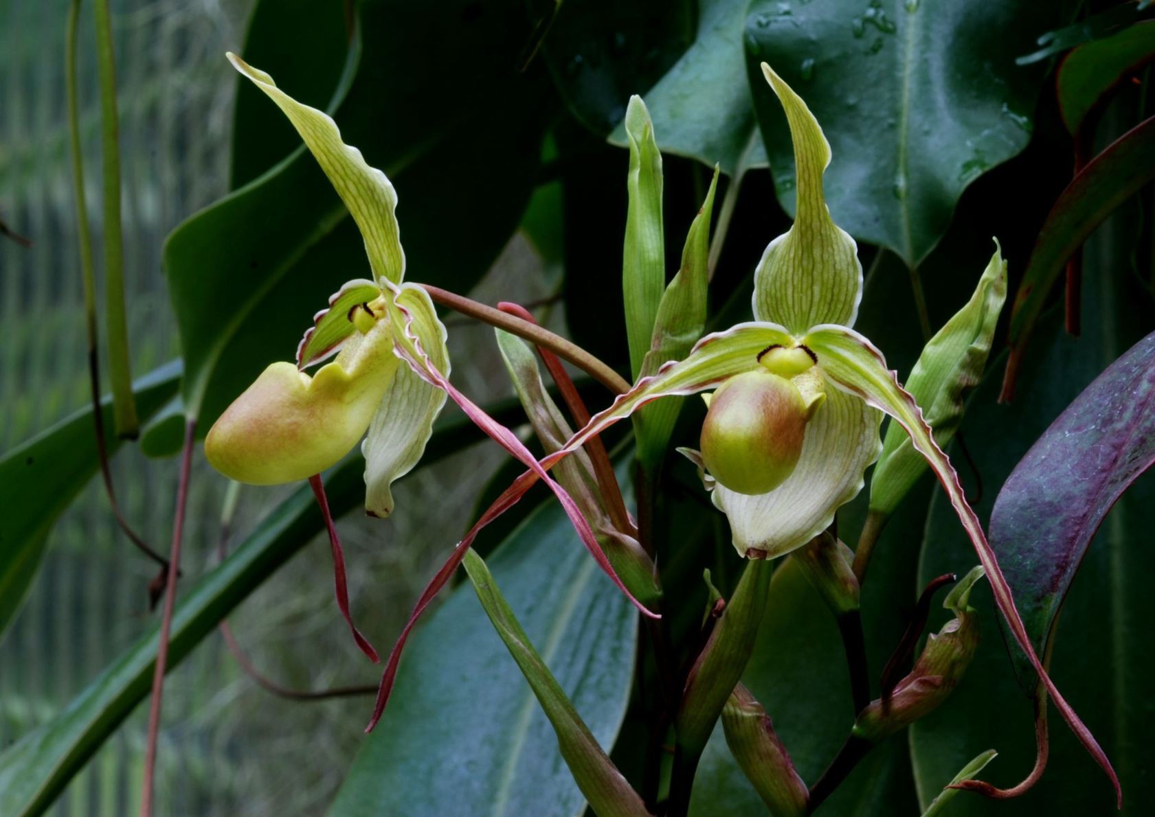 Phragmipedium longifolium