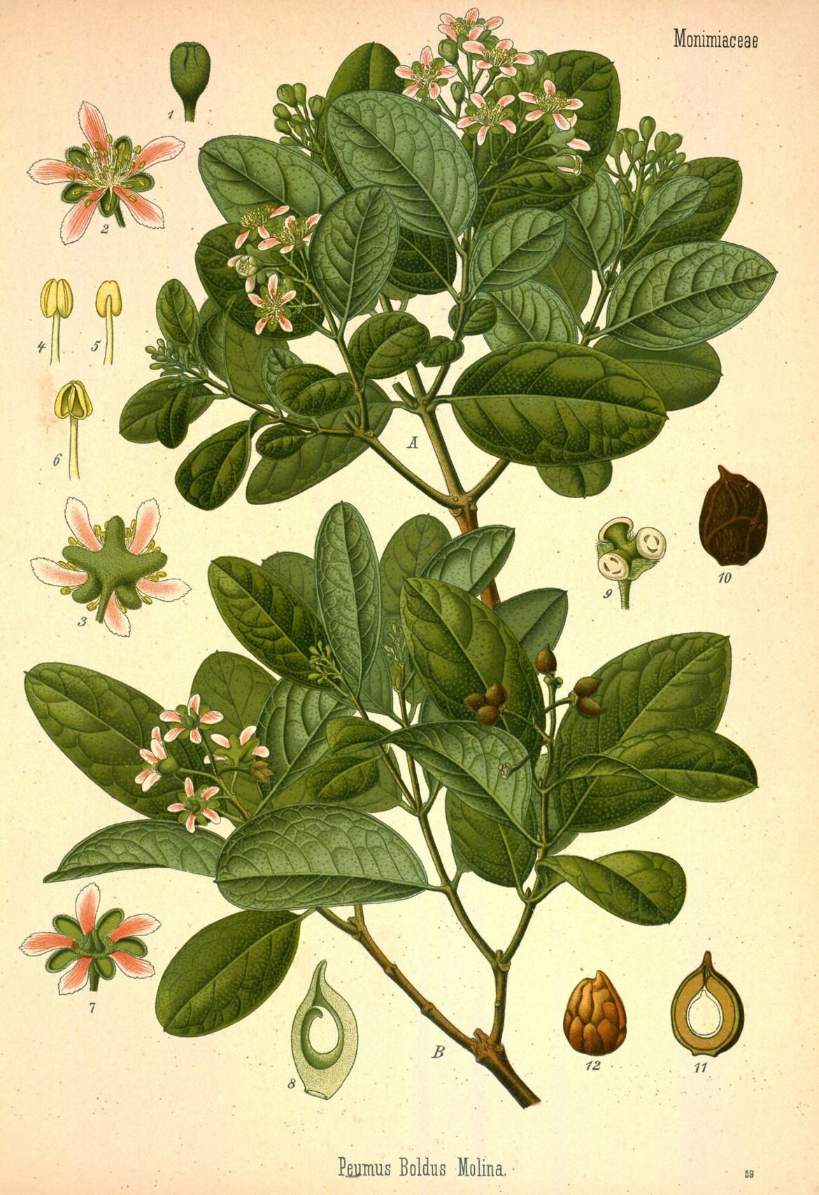 Peumus boldus