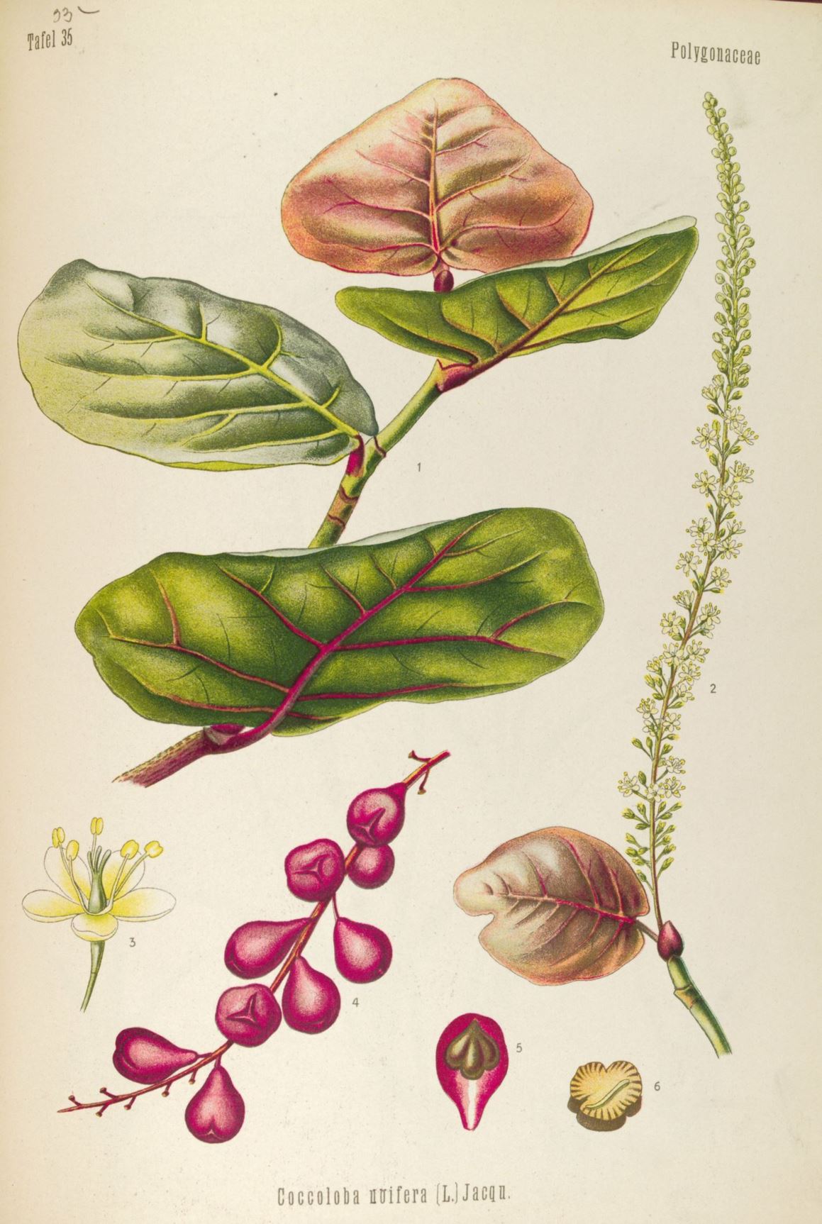 Coccoloba uvifera