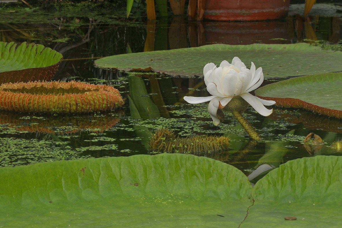 Victoria amazonica - Reuzenwaterlelie, Amazon water lily, Royal water lily, Water maize, Giant water lily, Nénuphar géant, nenúfar gigante, nenúfar-do-amazonas