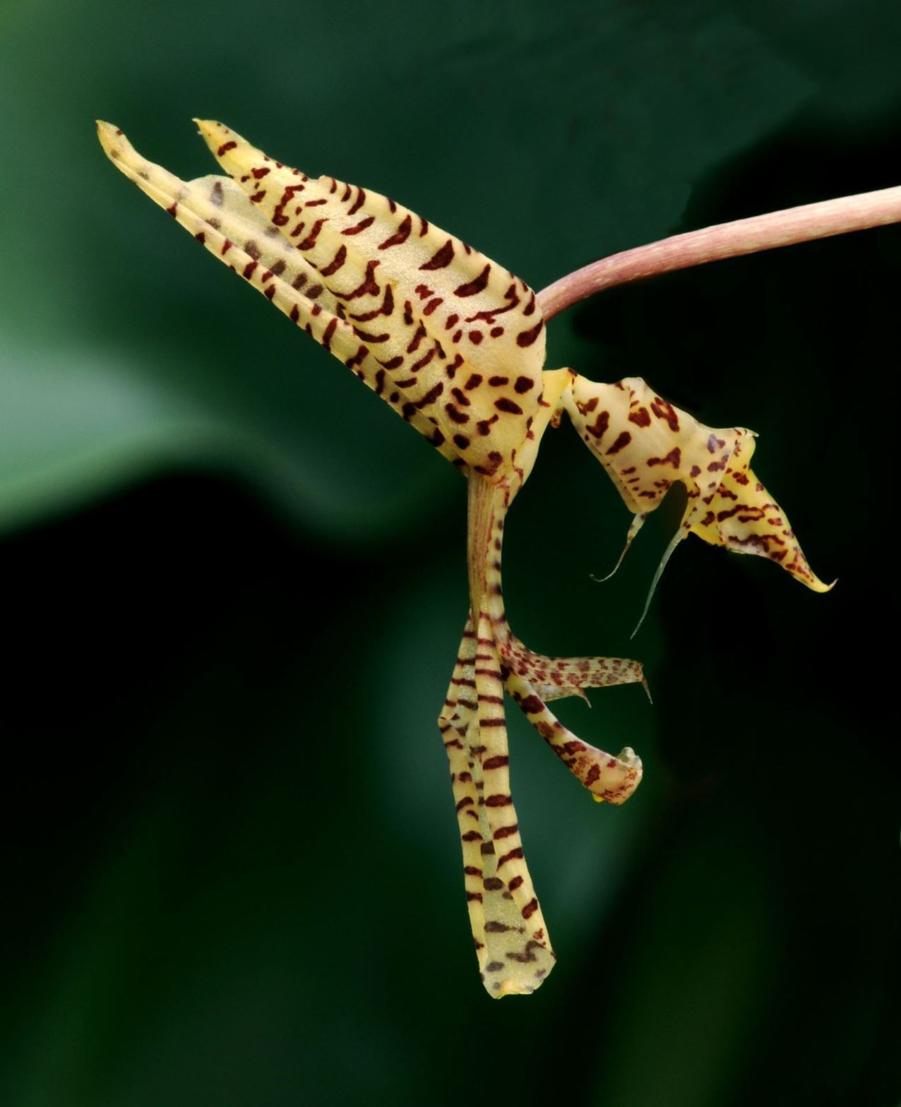 Gongora maculata - Jack Spaniard