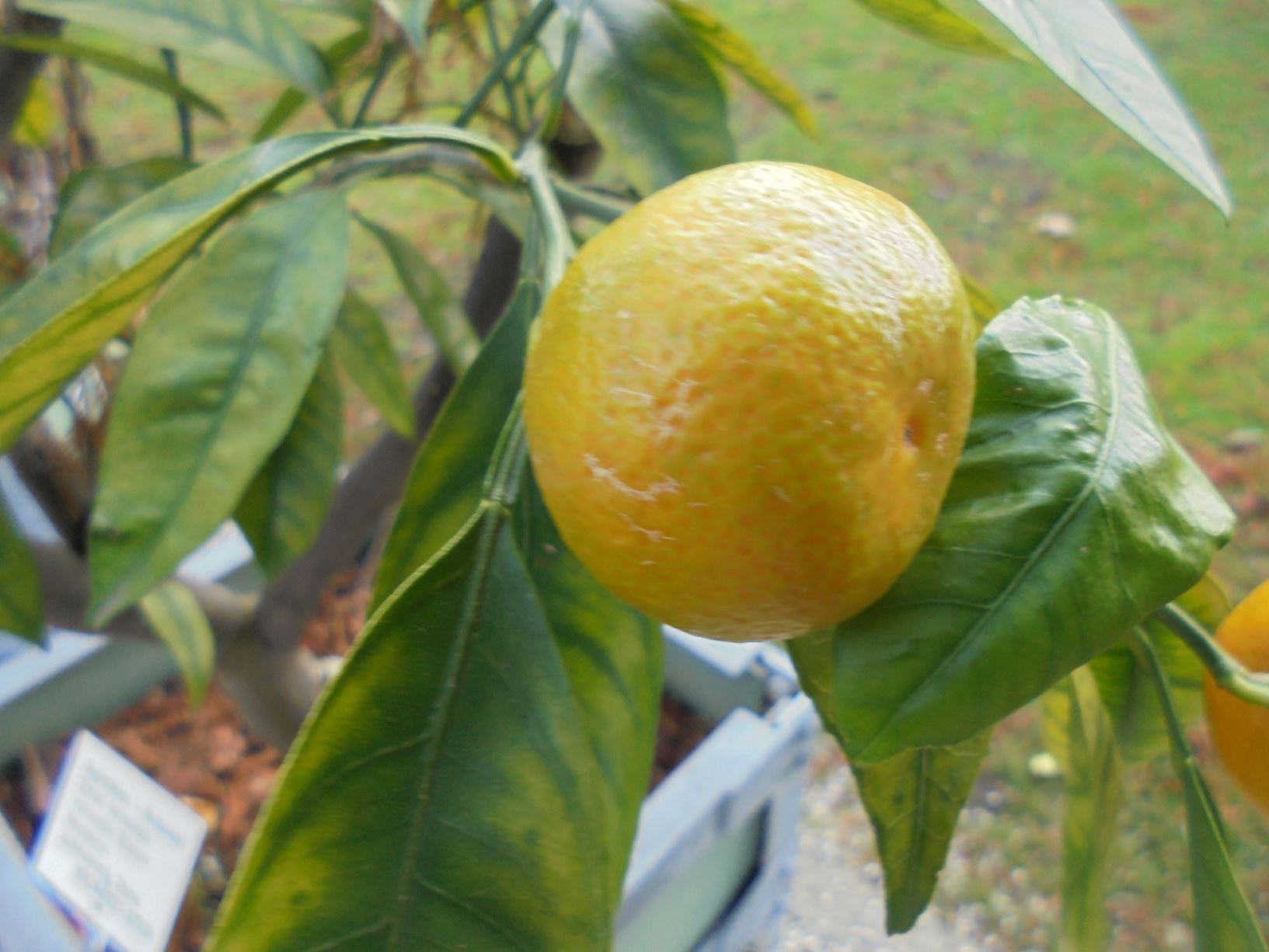 Citrus reticulata Mandarijn, Mandarin orange; Tangerine; Clementine