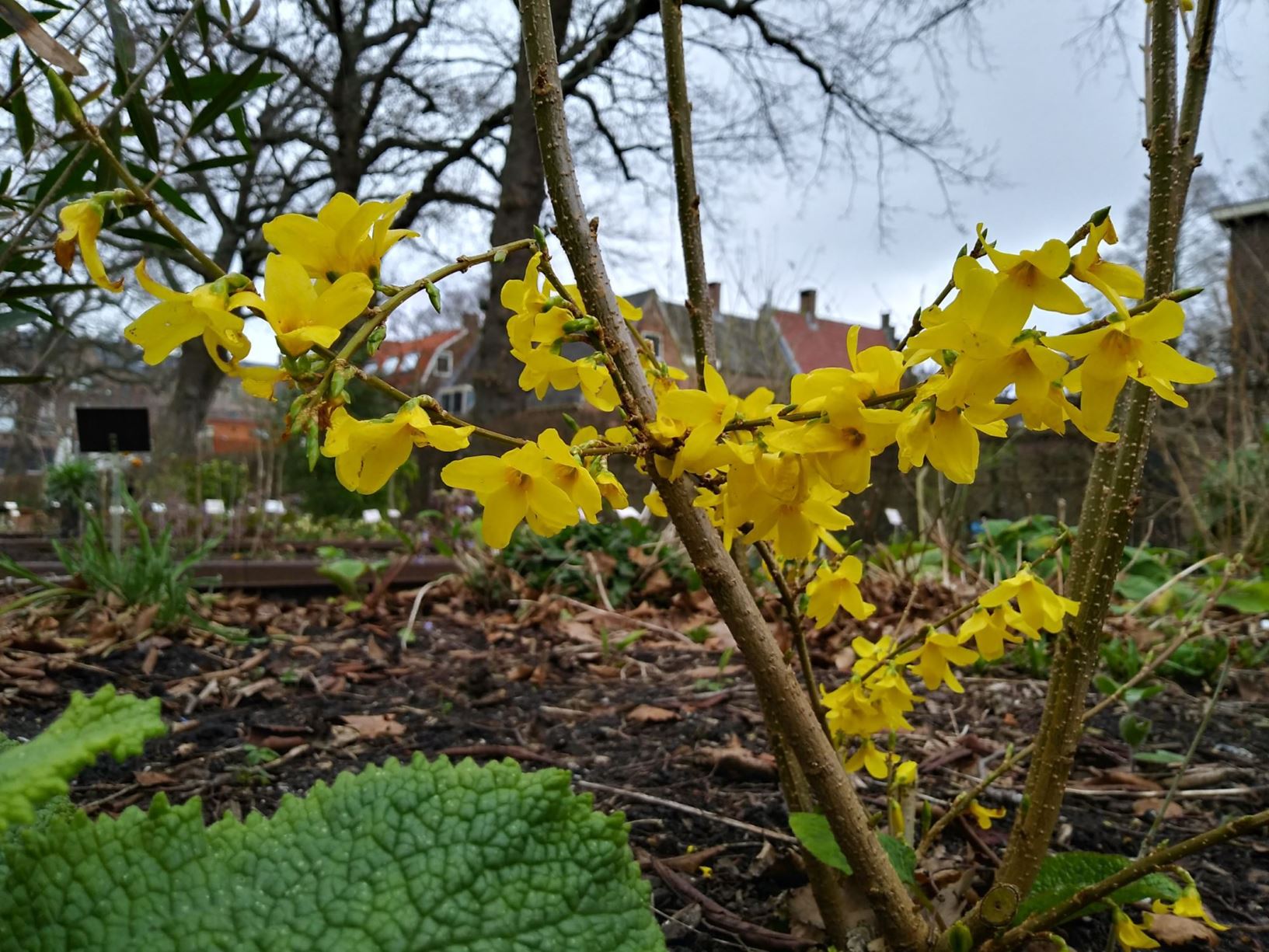 Forsythia ovata - Korean forsythia