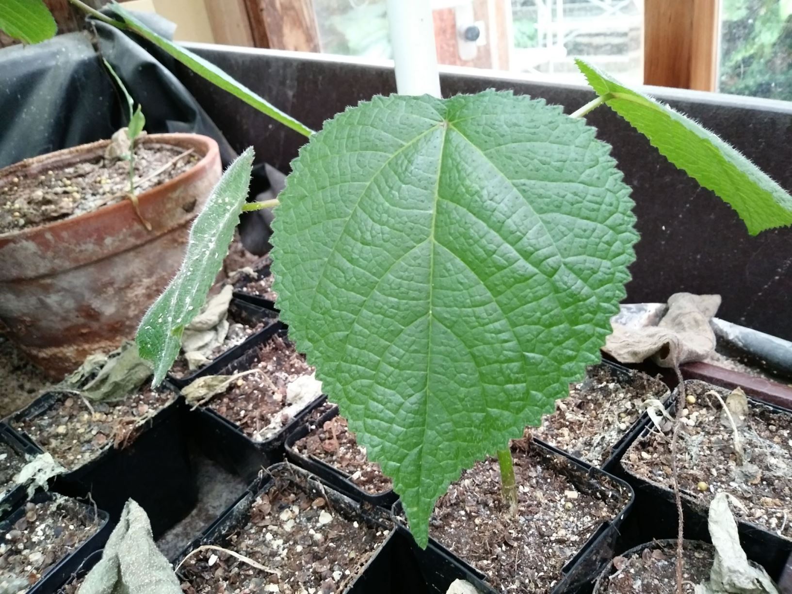 Dendrocnide moroides - Gympie-gympieplant, Gympie gympie, Stinging brush