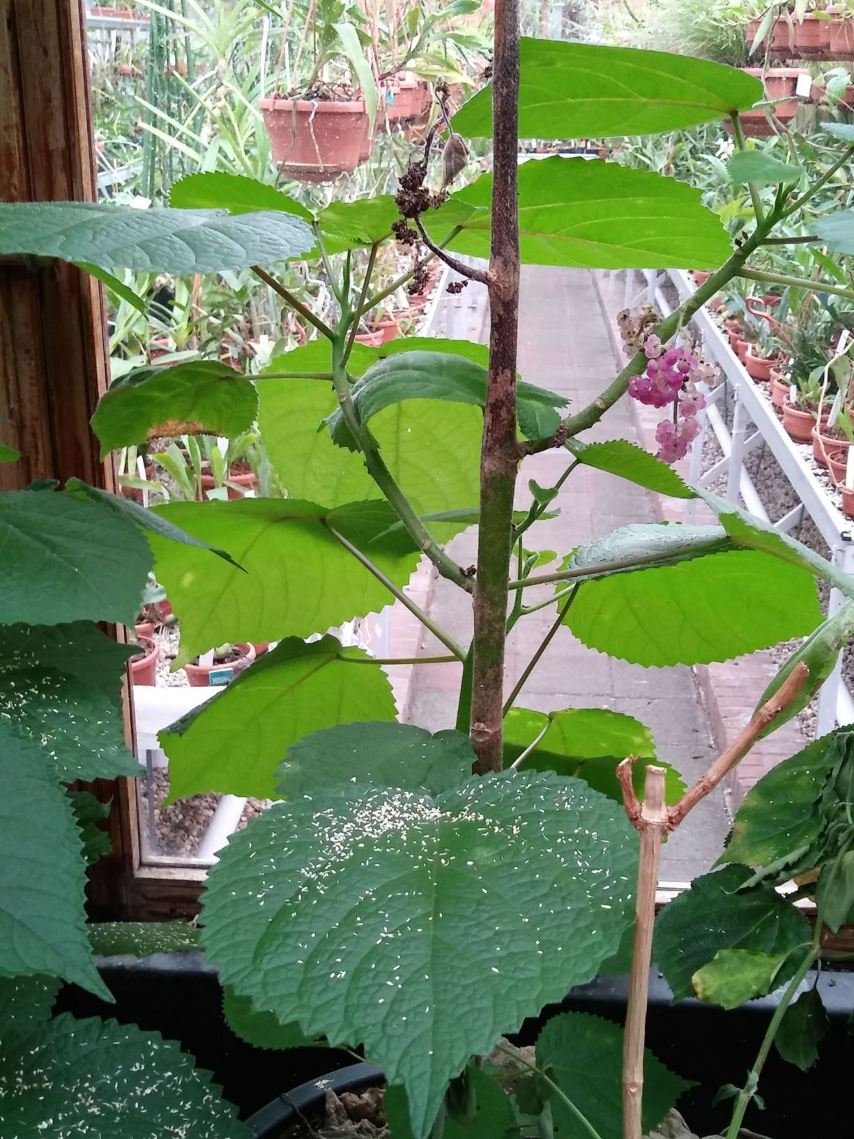 Dendrocnide moroides Gympiegympieplant, Gympie gympie, Stinging
