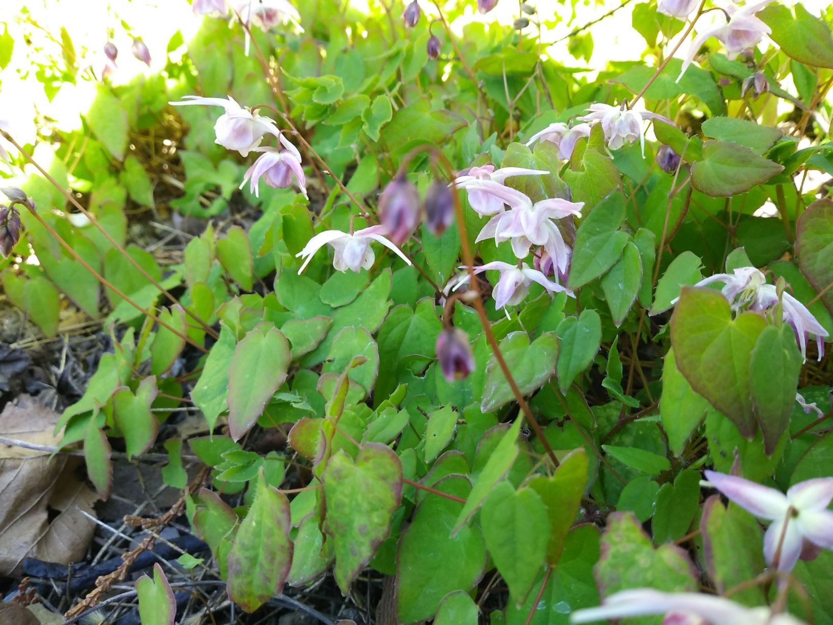 Epimedium grandiflorum - Epimedium, イカリソウ ikari-sô