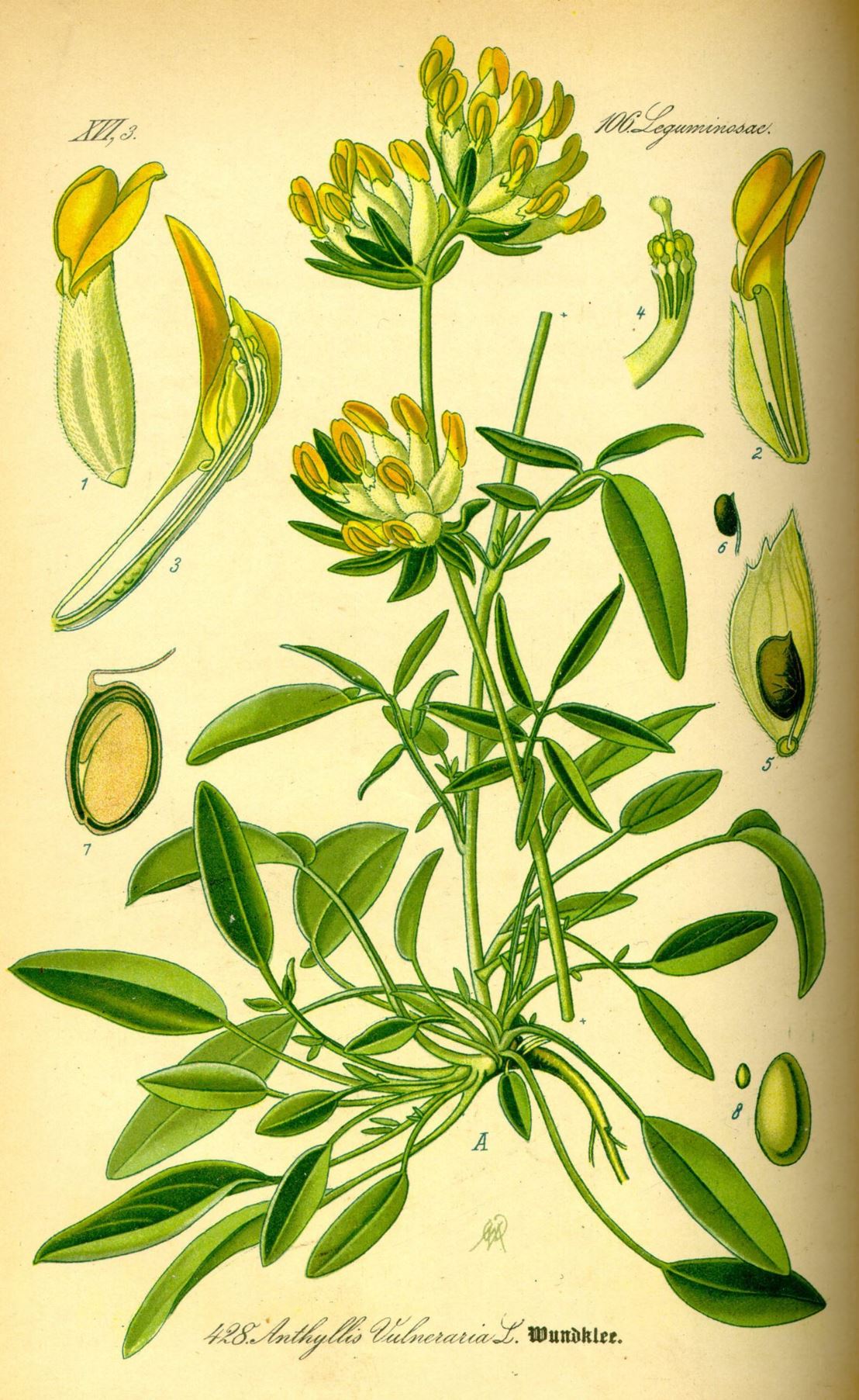 Anthyllis vulneraria - Wondklaver