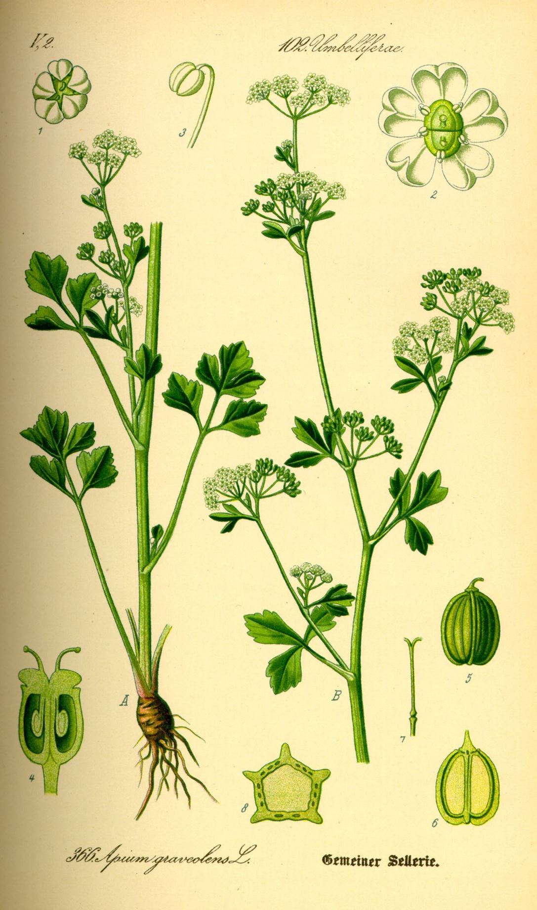 Apium graveolens - Selderij, Snijselderij, Celery