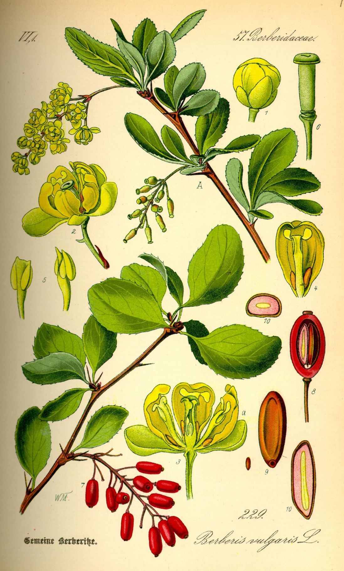 Berberis vulgaris - Zuurbes, Common barberry, berbéris commun