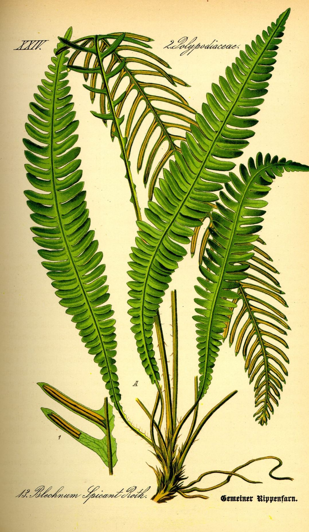 Blechnum spicant