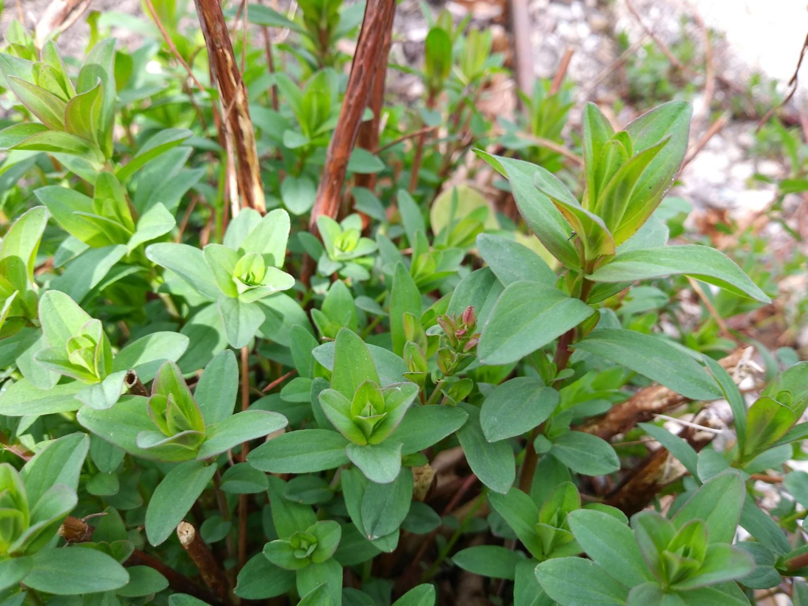 Hypericum perforatum - Sint-Janskruid, Perforate St John's wort