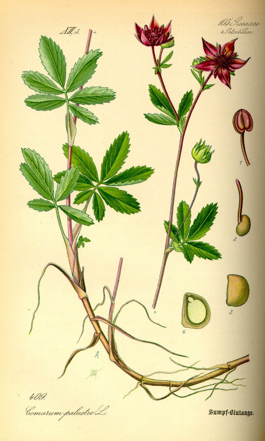 Comarum palustre