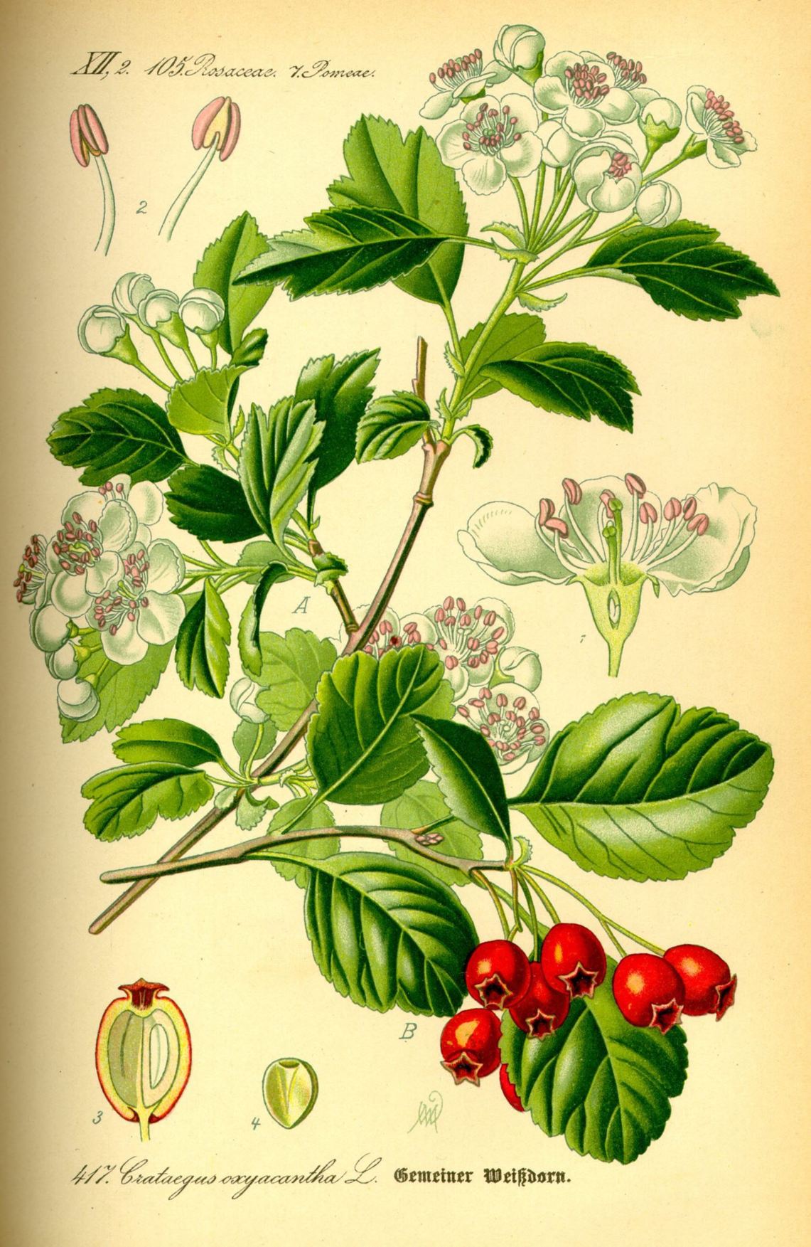 Crataegus laevigata
