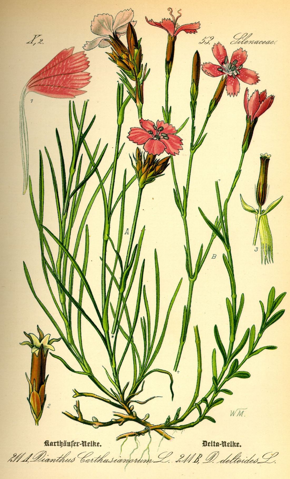 Dianthus carthusianorum - Kartuizer anjer, Сarthusian pink, Kartäusernelke