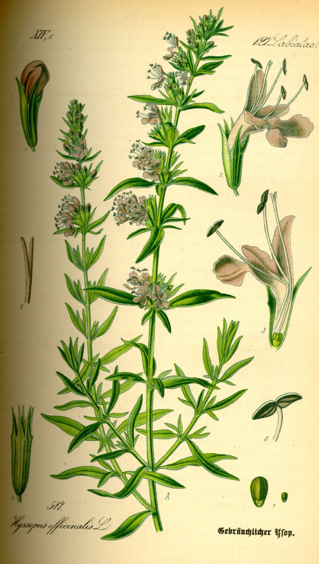Hyssopus officinalis - Hyssop
