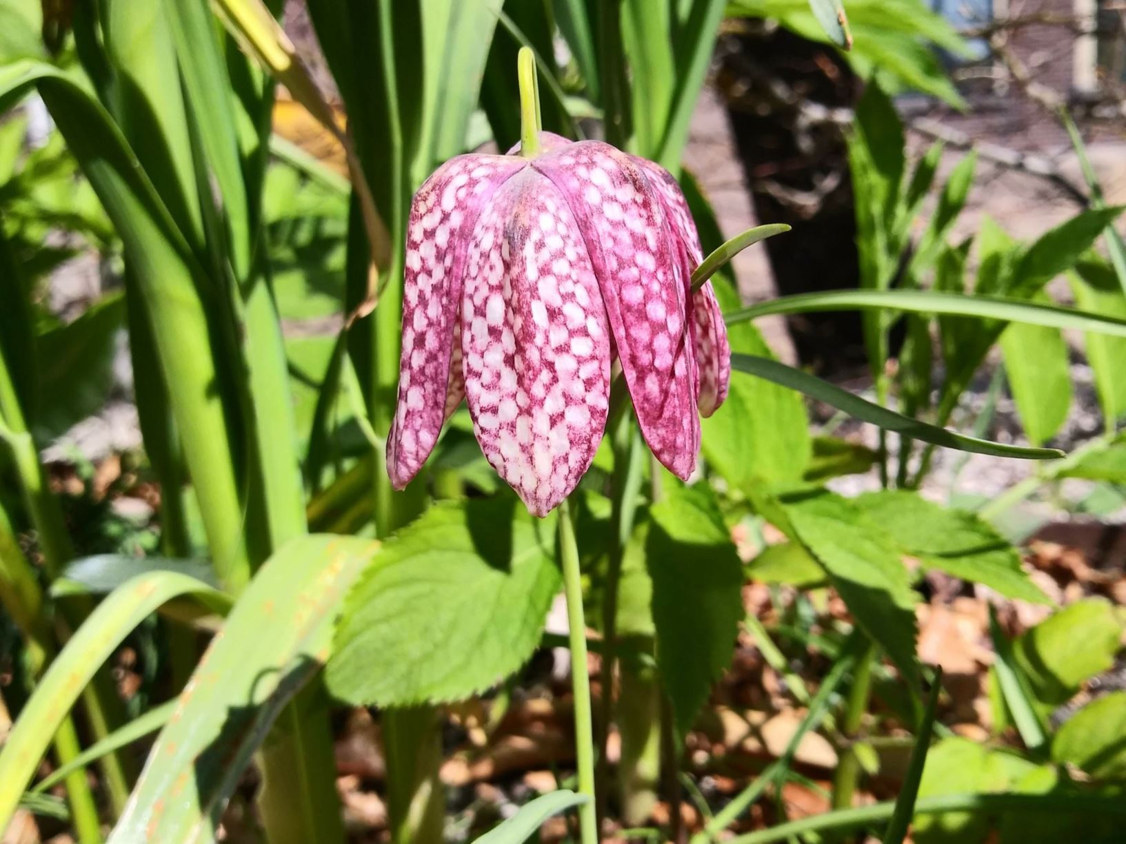 Fritillaria meleagris