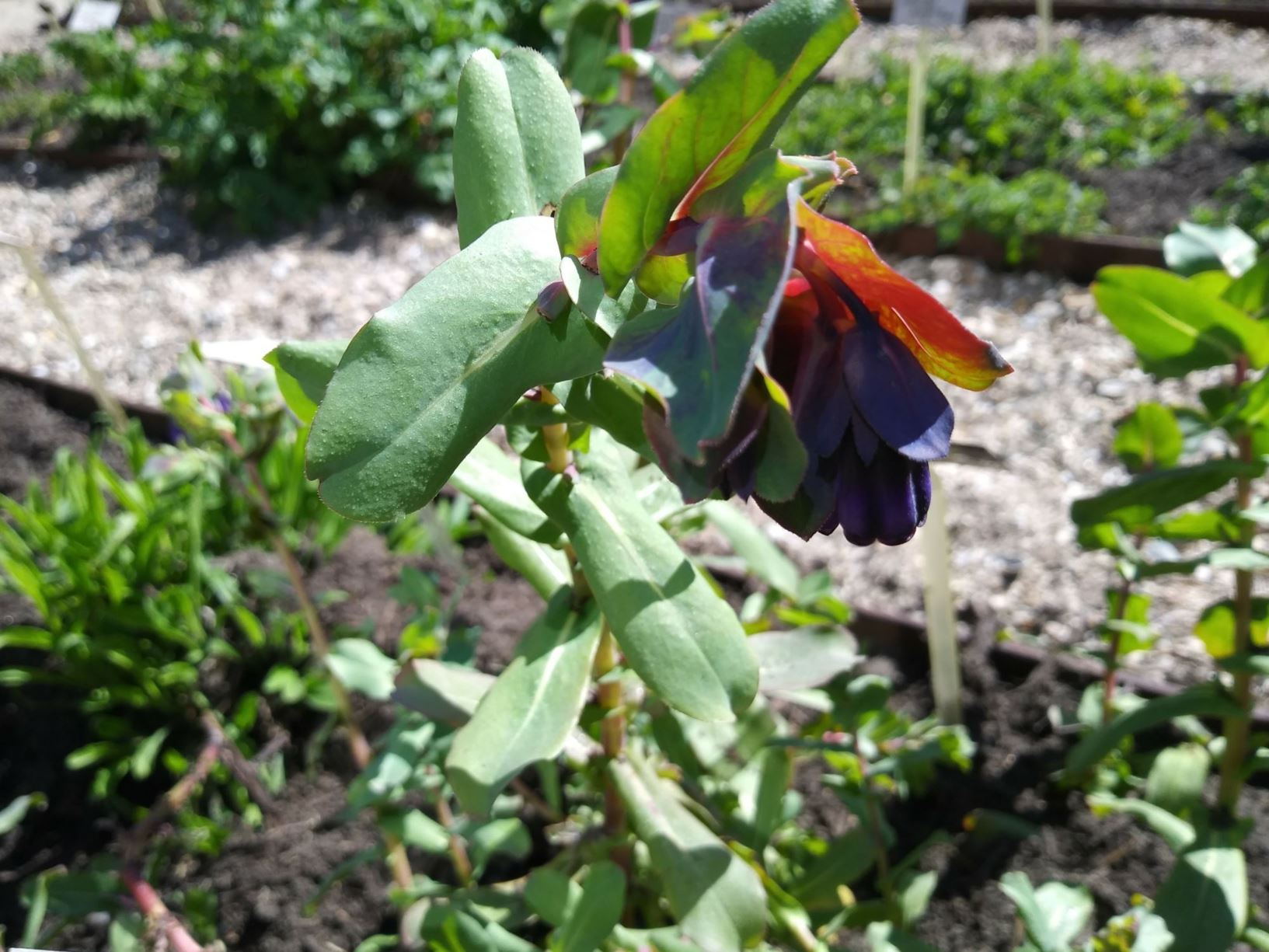 Cerinthe major