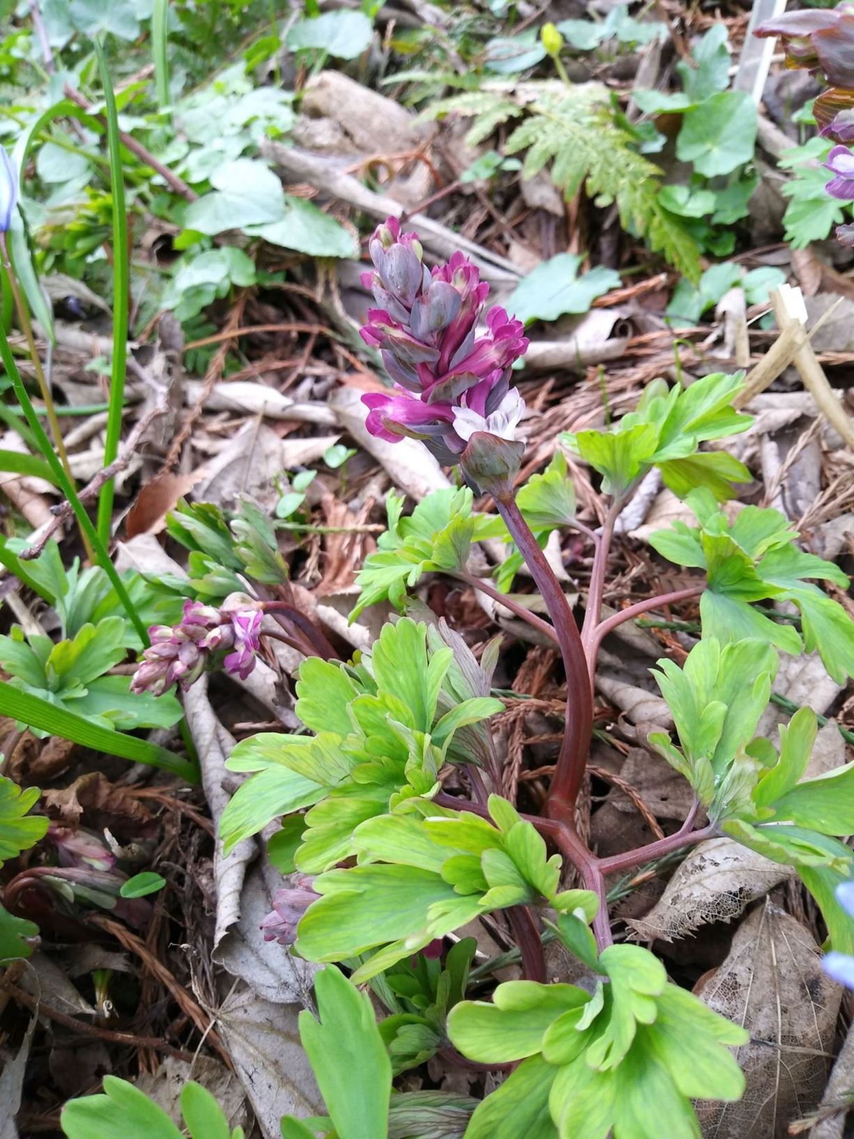 Corydalis cava