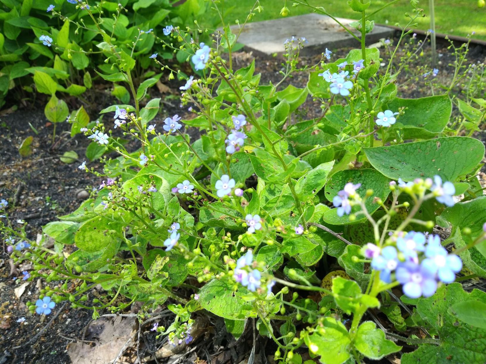 Brunnera macrophylla